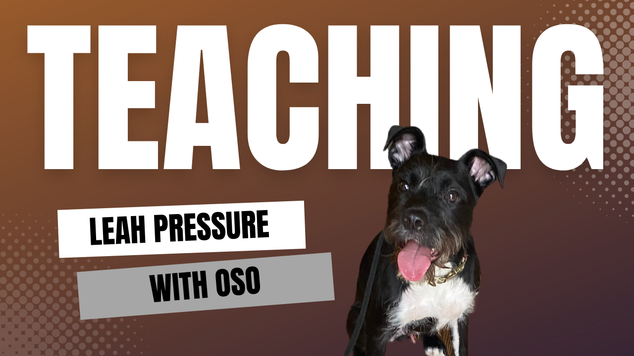 Leash Pressure