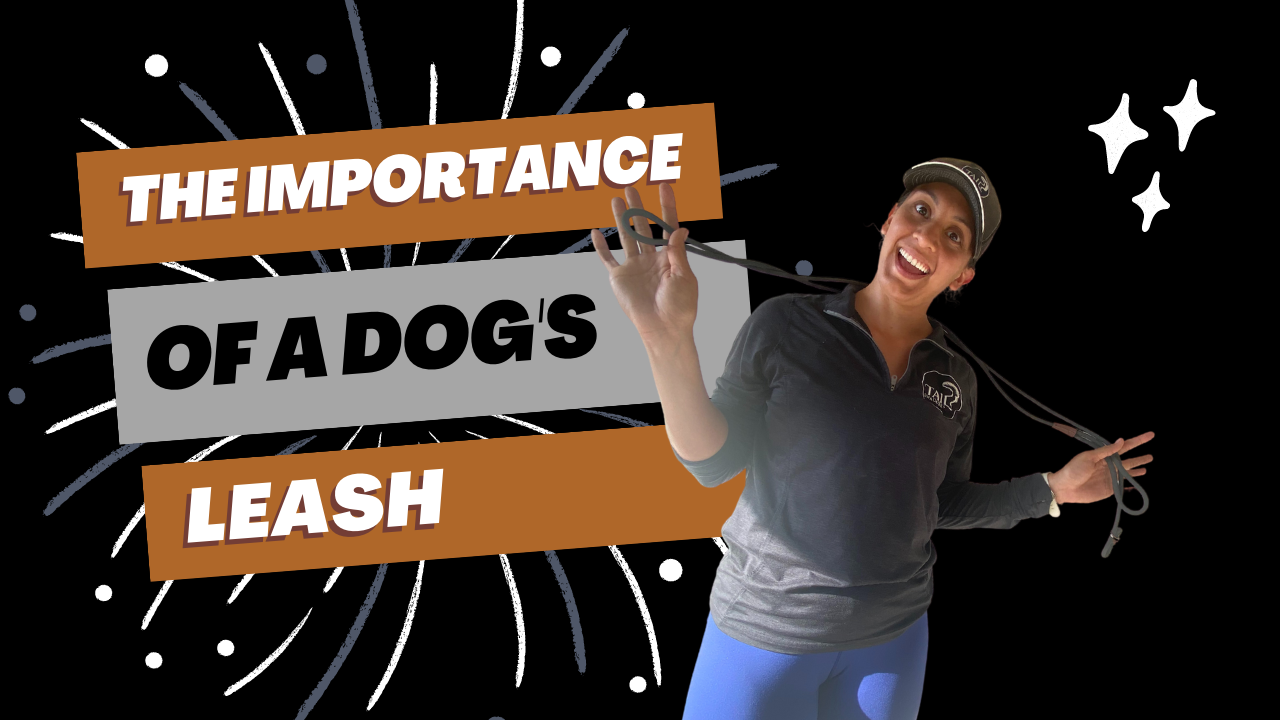 The Importance of a Leash