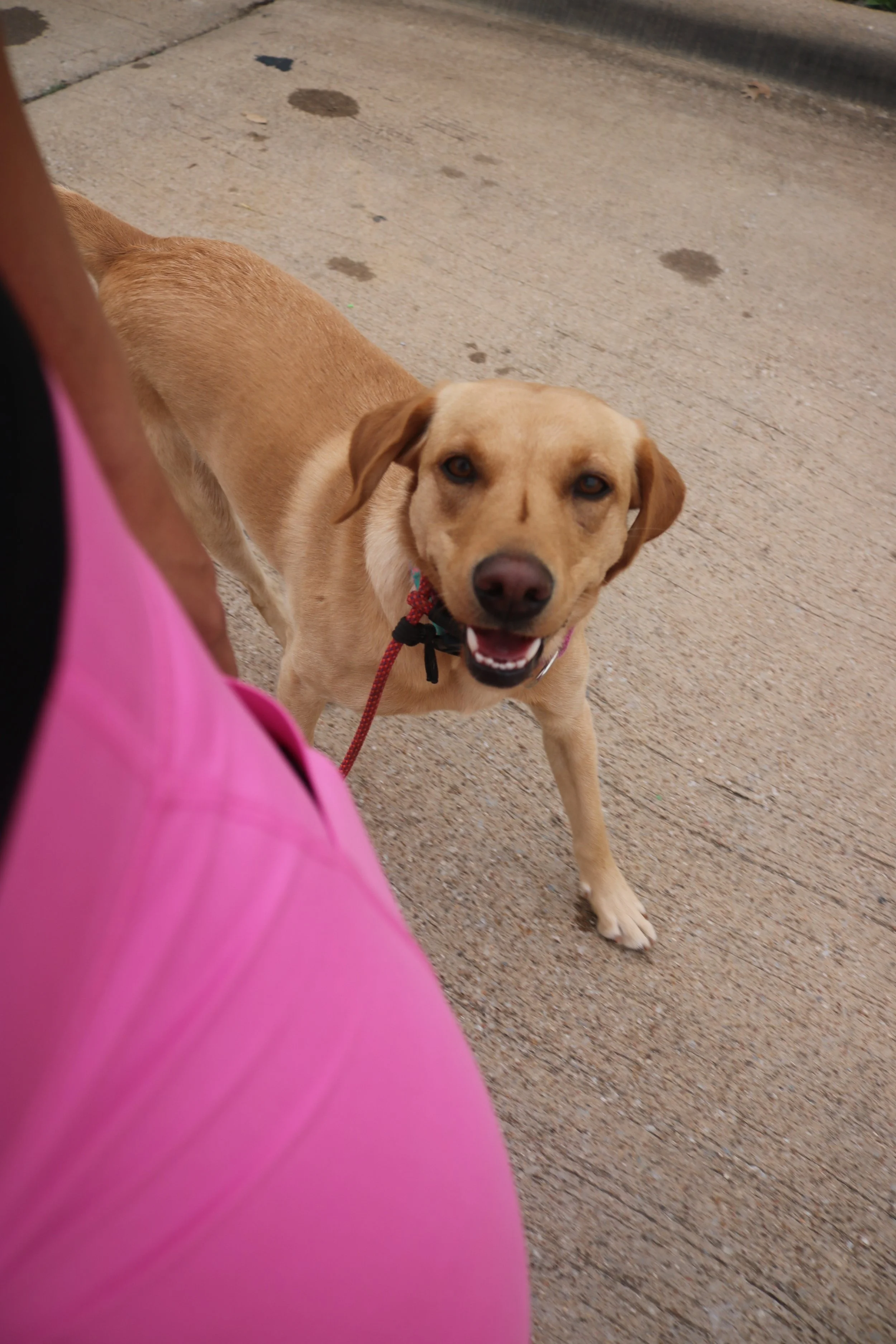 How’s your relationship with your dog?