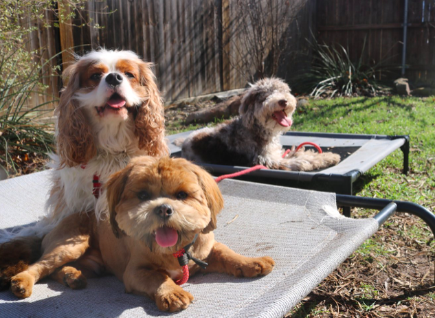 5 Benefits of a dog attending a structured doggie daycare over a typical free-roaming daycare