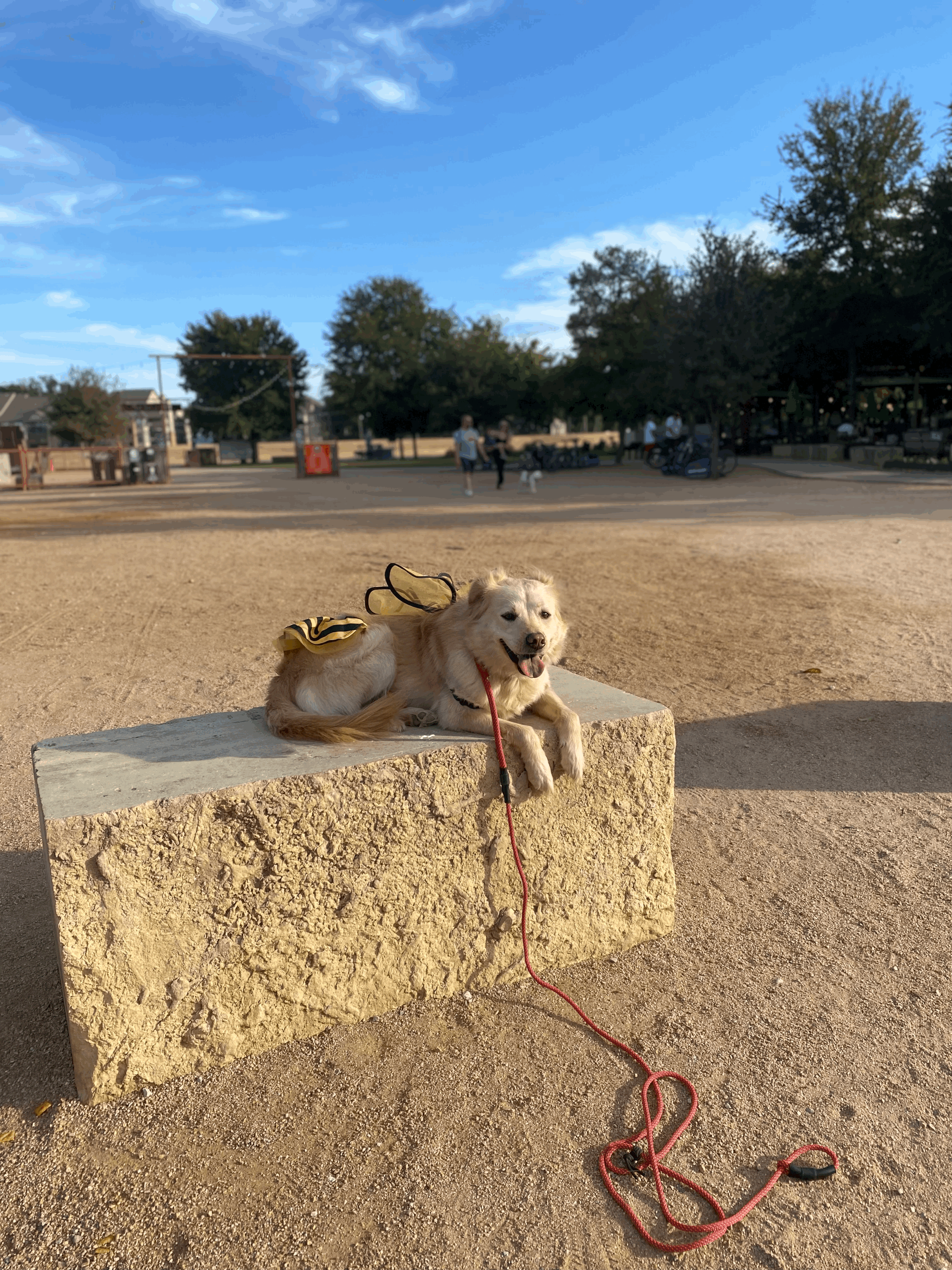 Ensuring Your Furry Friend's Safety During Halloween