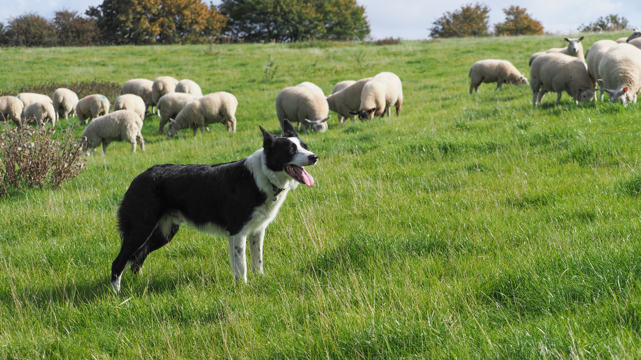 Building Trust and Consistency: The Key to Effective Dog Leadership