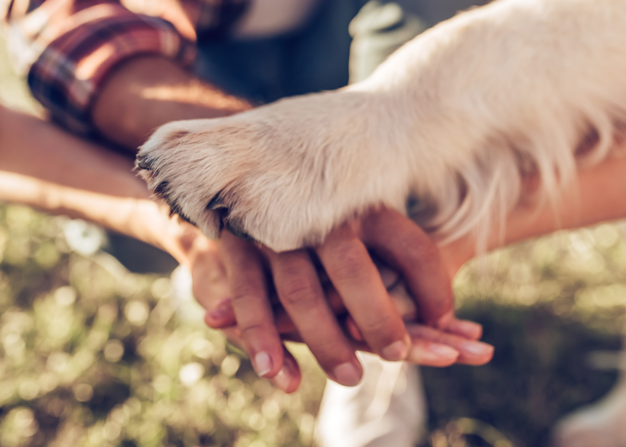 Building a Respectful Relationship Between Your Dog and Kids: