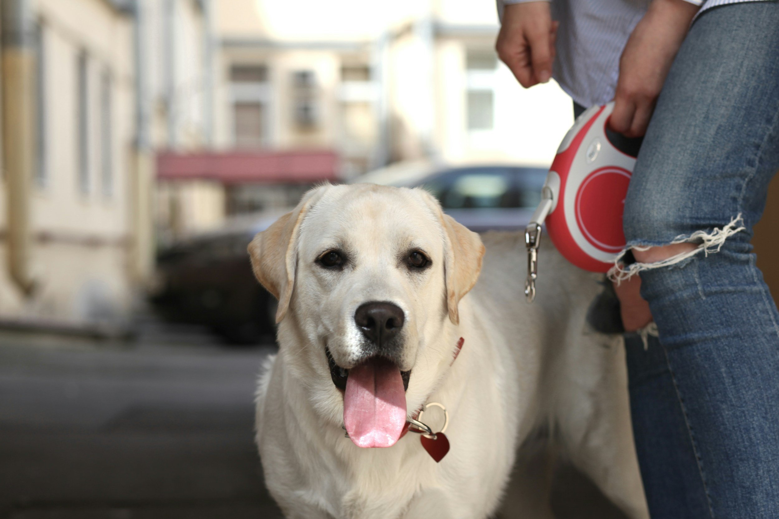 3 Tips to Stay Consistent with Your Dog’s Training Before the Holidays