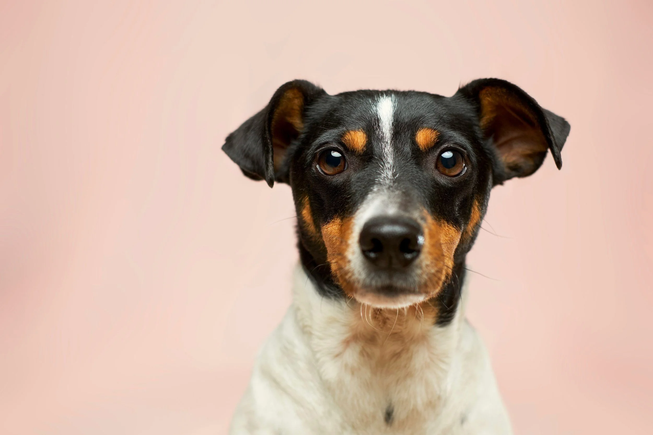 Why Repeating Commands to Your Dog Isn’t Helping: How to Build Better Communication