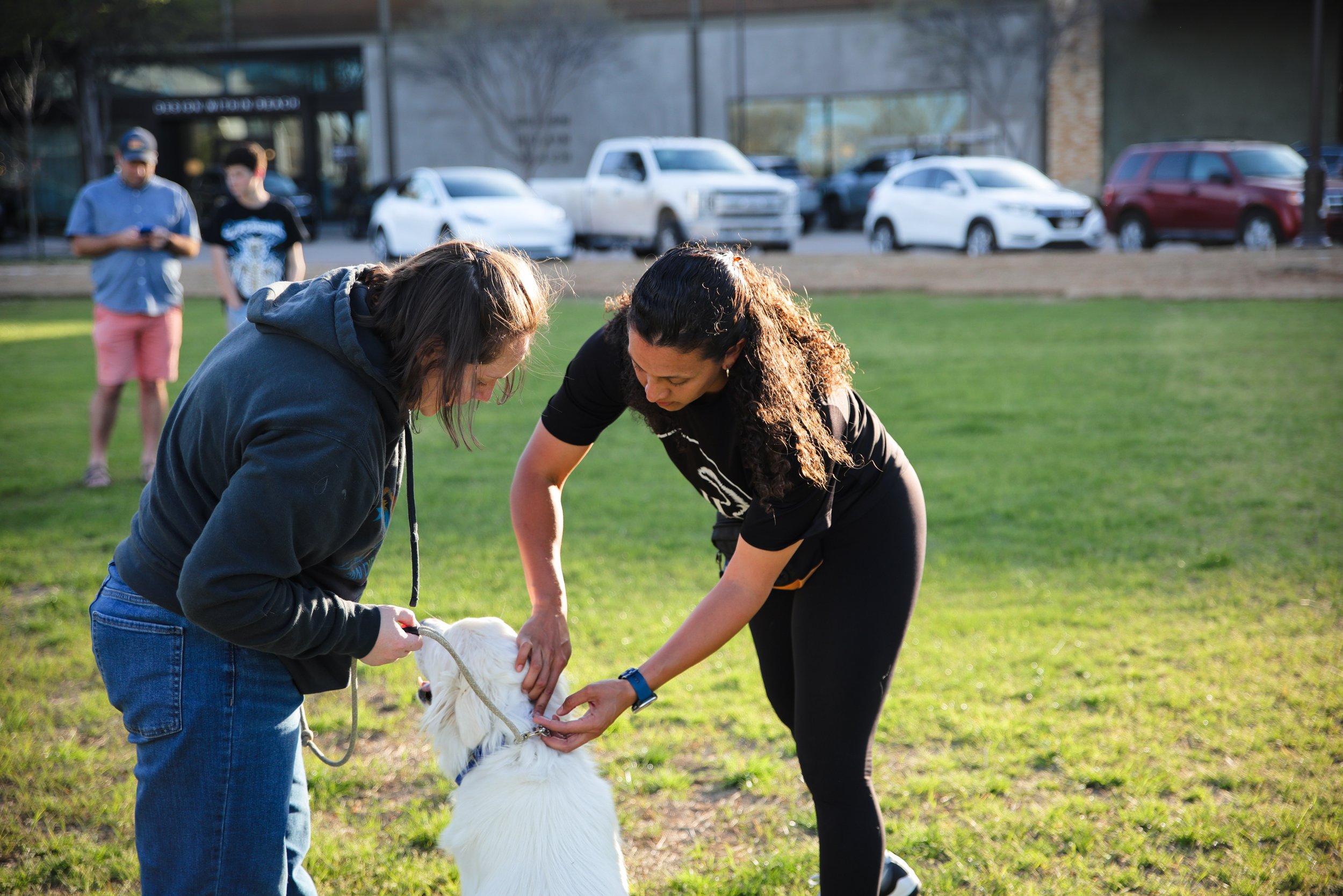 Two women are bending over a white dog in a park, with three men in the background near parked cars. The women appear to be grooming or examining the dog, while the men are standing and looking at their phones.
