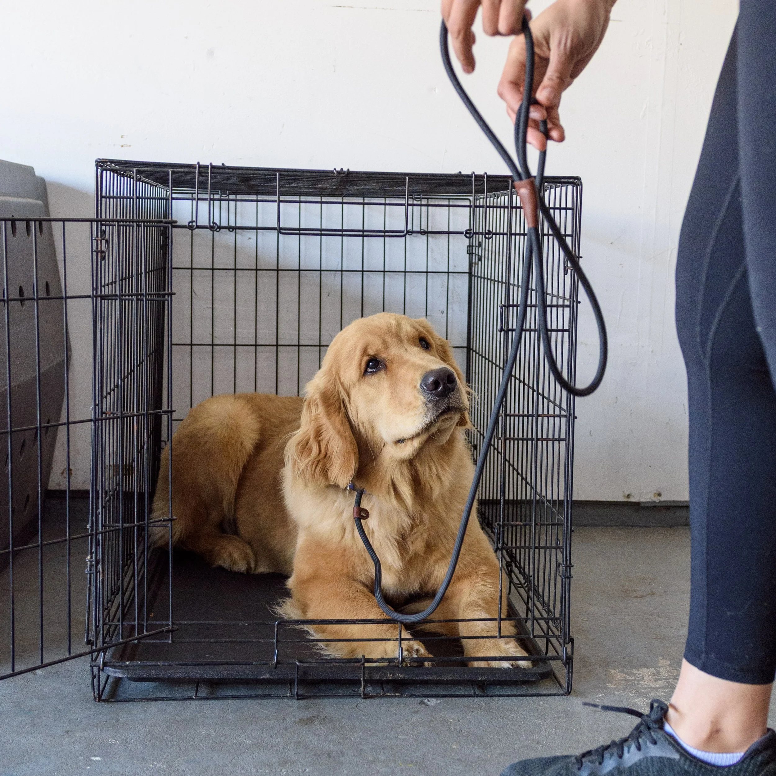 A golden retriever puppy lying in a metal crate, looking up with relaxed eyes, inside a room with a plain white wall. Part of a person's leg and foot are visible, wearing black shoes and shorts.