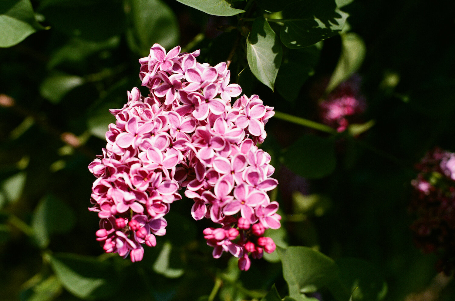 FLORA 03