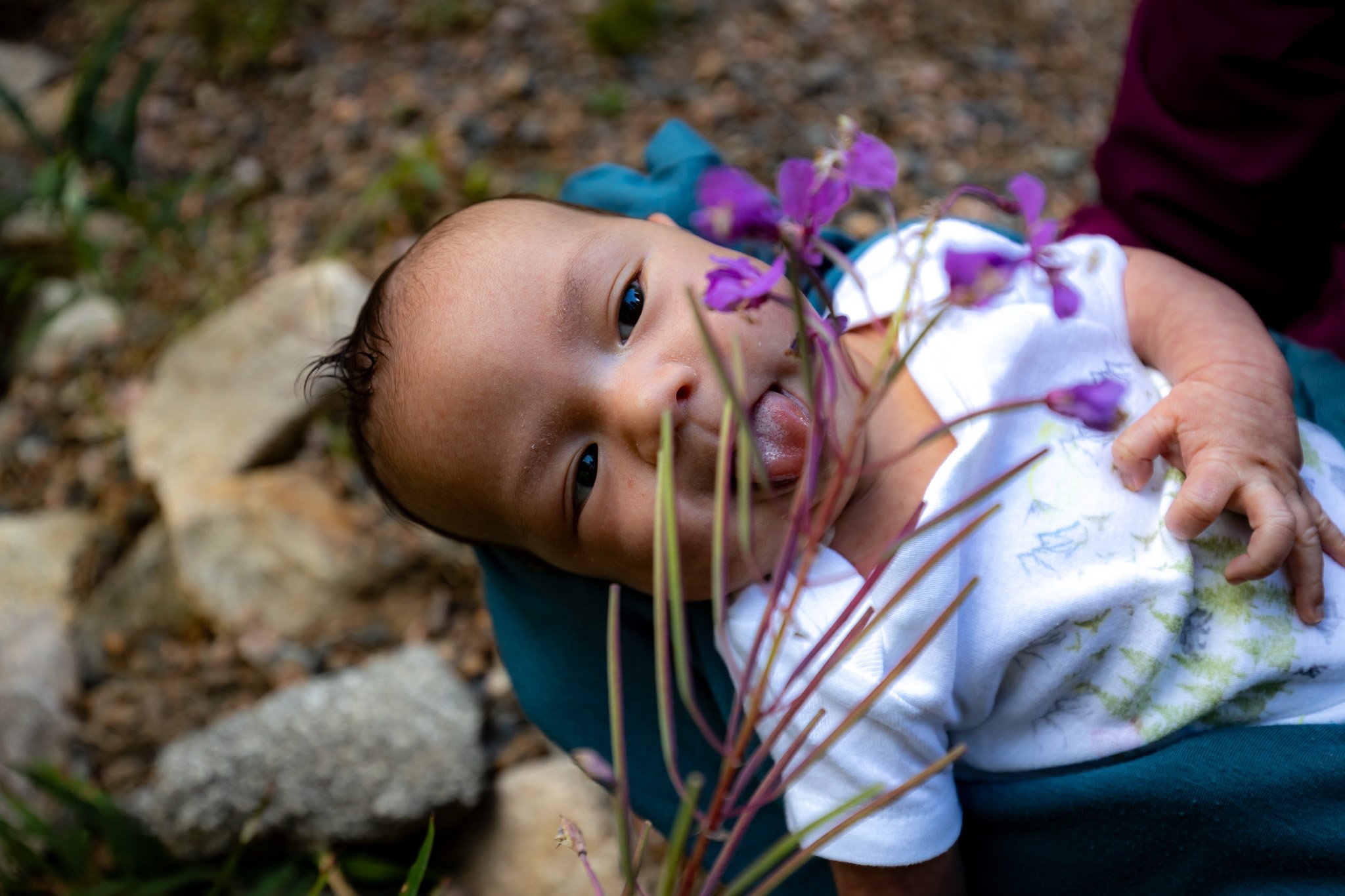 Fireweed on Kiyo's first camping trip! 6 weeks old.