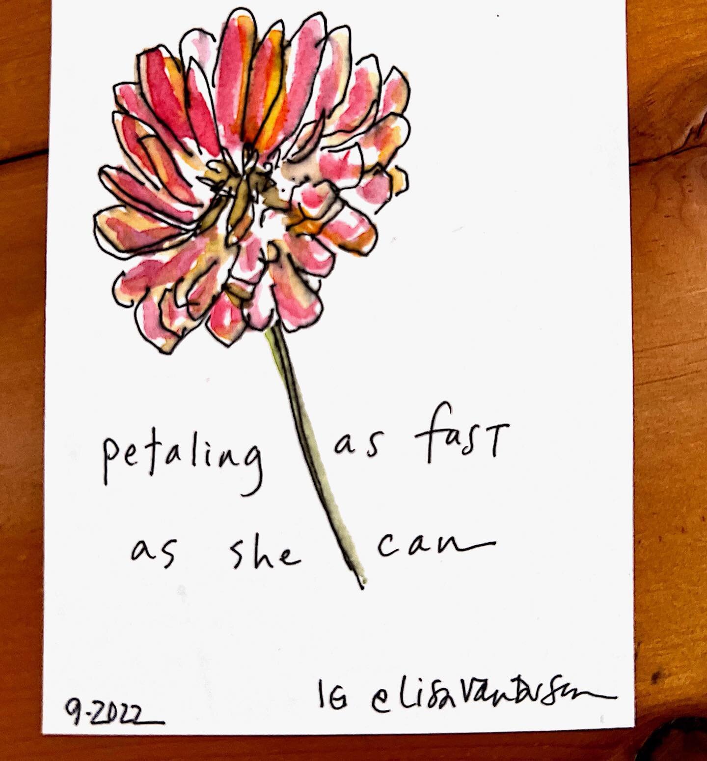 This &ldquo;came to me&rdquo; as I was drawing a particularly petal-ful state fair #zinnia from our garden. And it was perfect for my friend Alison Cormack who indeed in one of the fastest petalers and pedalers I know! 
.
.
.
#zinnia #petals #friends