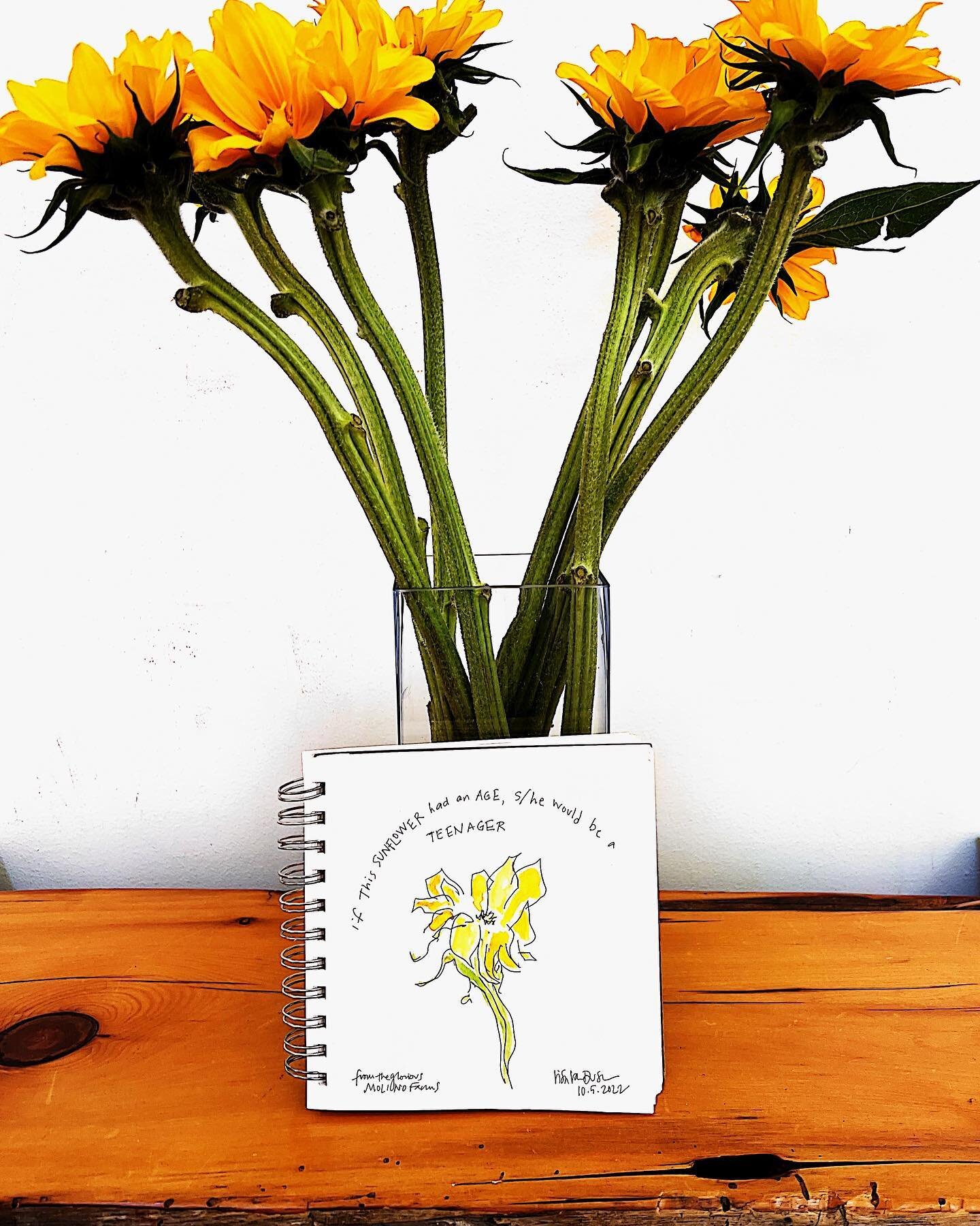 These are especially long and lively sunflowers. Somehow they seem like teenagers to me - in the best sense! These are from the lovely Molino Farms on the coast. 
.
.
.
#sunflower #sunflowers #teenagers #dailysketch #farmersmarket #paloalto #molinocr