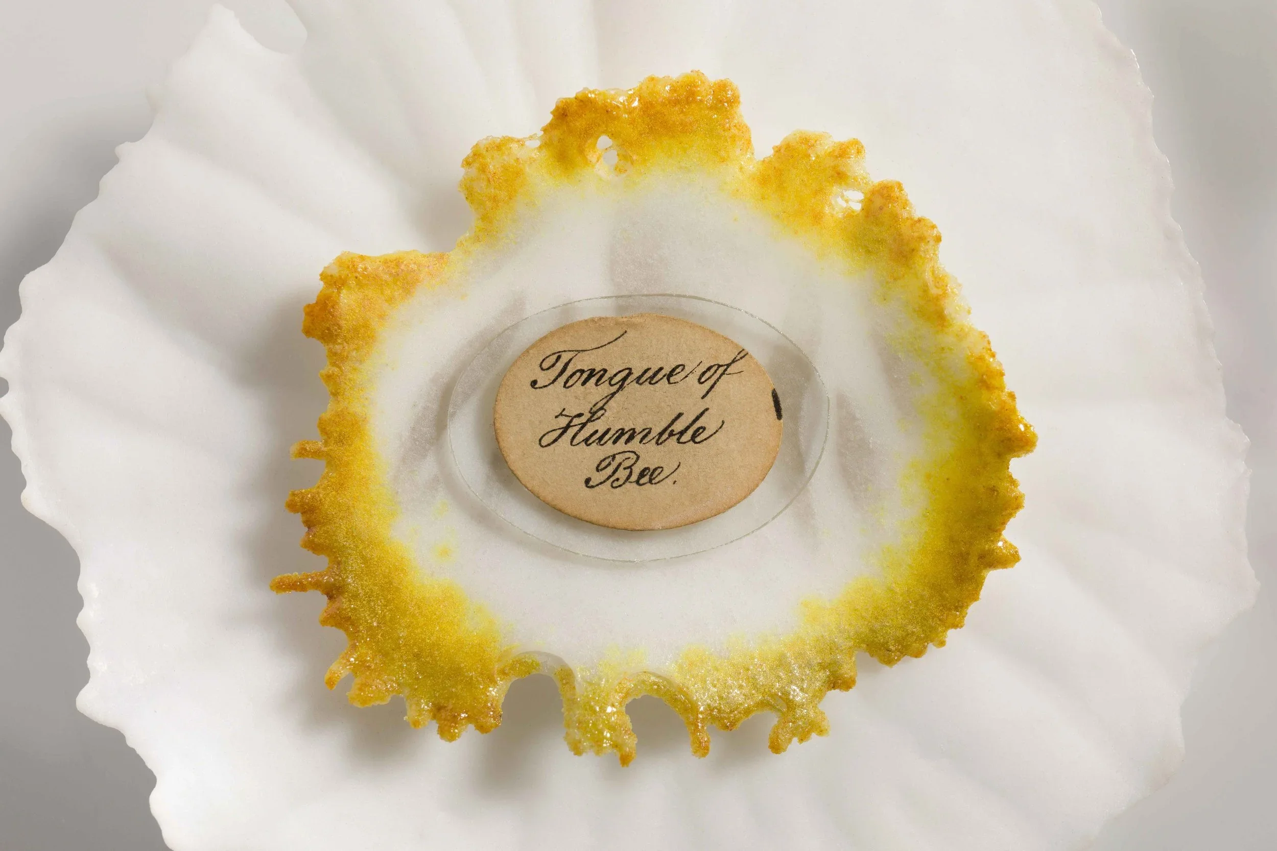 Tongue of Humblebee, Pate de Verre Glass, 57cm dia