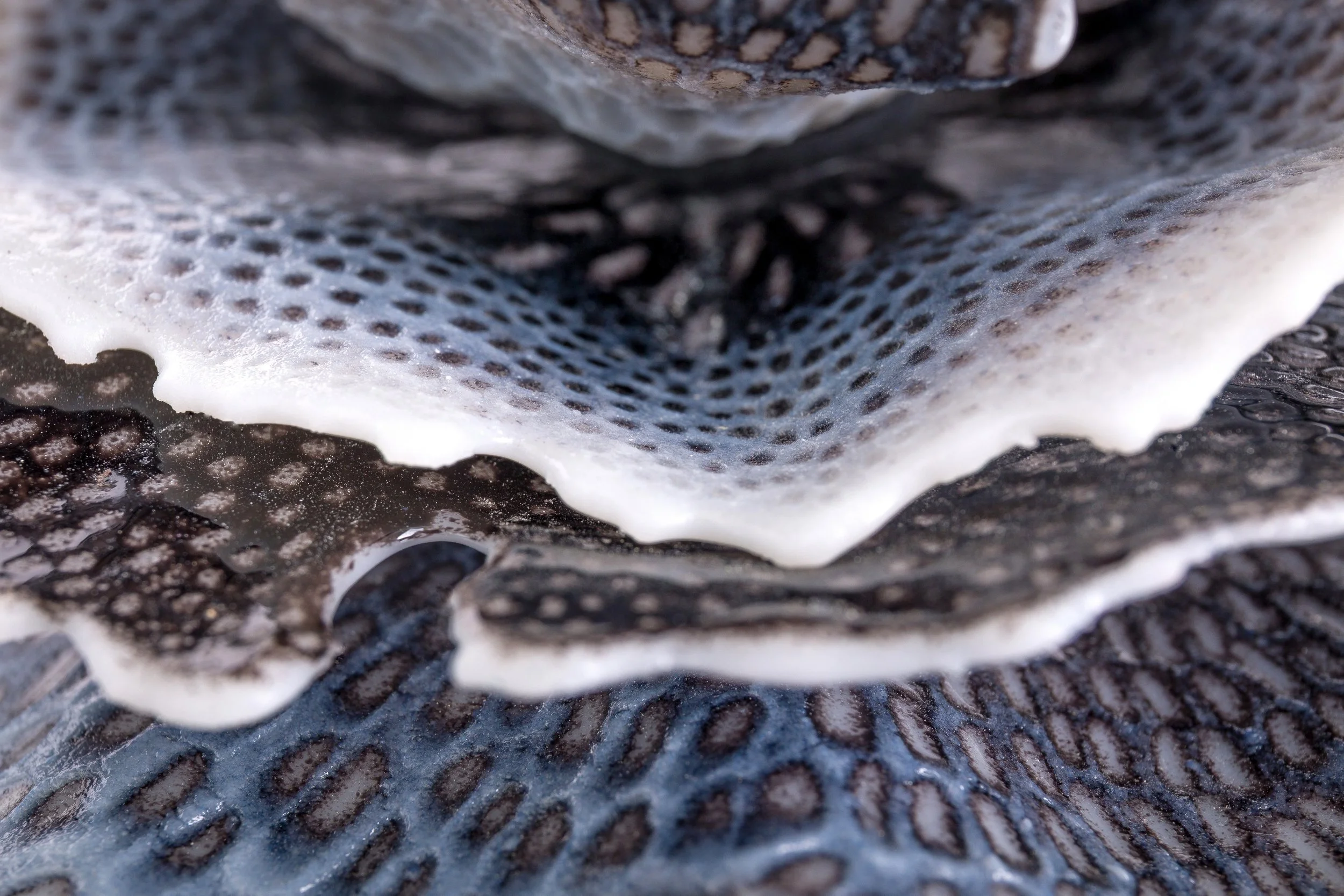 Verity Pulford Night Bloom Stephen Heaton detail 2.jpg