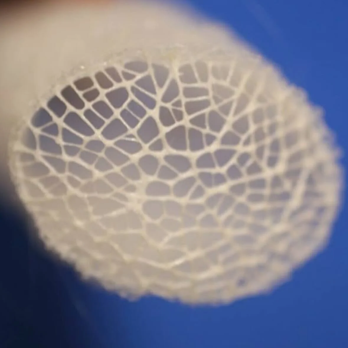 Oh my gosh! So in The National Museum in Prague I learnt about glass sponges. How did I not know this and how bloody amazing can nature be! A creature made of actual glass which had &lsquo;fibre optic&rsquo; strands which create and emit light. Many 