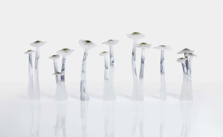 Just had some images off the lovely Stephen Heaton of new work.
These small mushrooms are now ready for my solo exhibition @ruthincrafts opening on the 4th July 🍄🍄&zwj;🟫 Still more to come, working on developing other new work. Such a special time