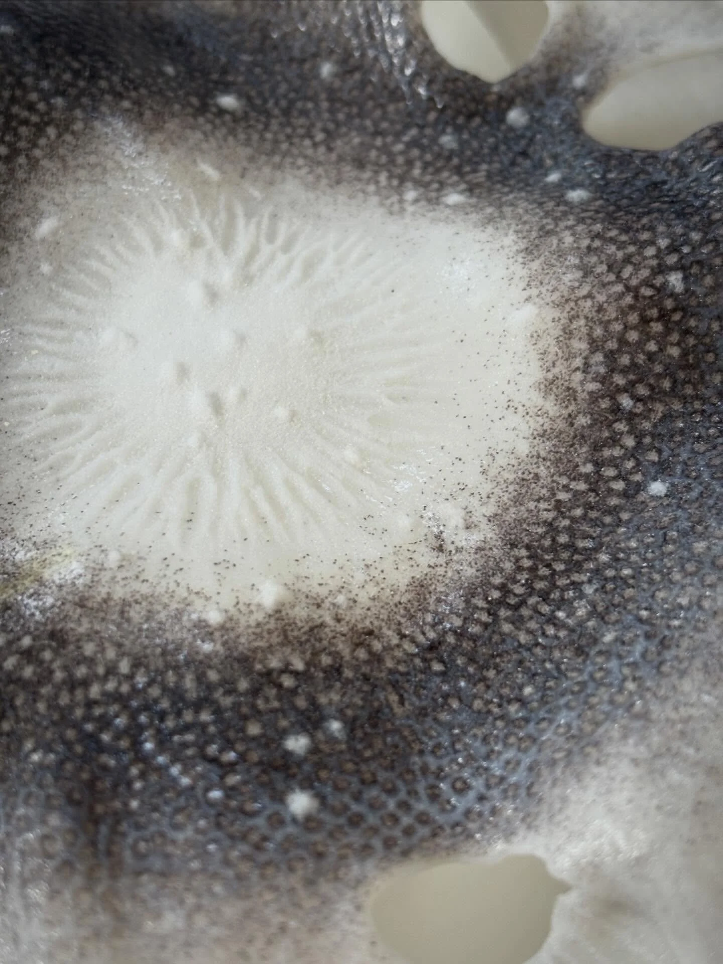 Detail of &lsquo;Glimmers- Lamellae&rsquo; based on textures from the underside of mushrooms. Ready for my solo exhibition @ruthincrafts opening on the 4th July 🍄🍄&zwj;🟫 
#welshartist #glasscommunity #glassart #castglass #mushrooms