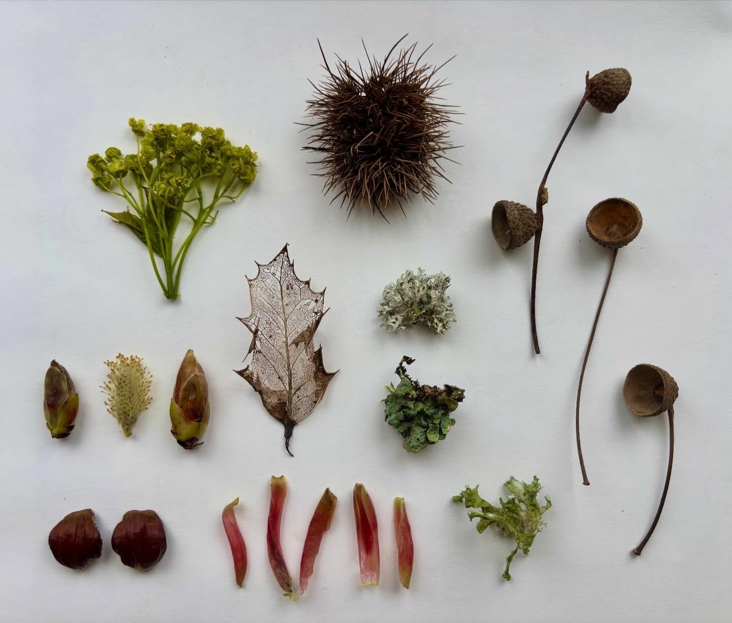 Yesterday @haddonhall I had the honour of being shown around the medieval park lands looking for inspiration for a commission I&rsquo;ve been asked to make for them.
The verdant greens, first pink petals, textured bark, lichens and undisturbed beauty