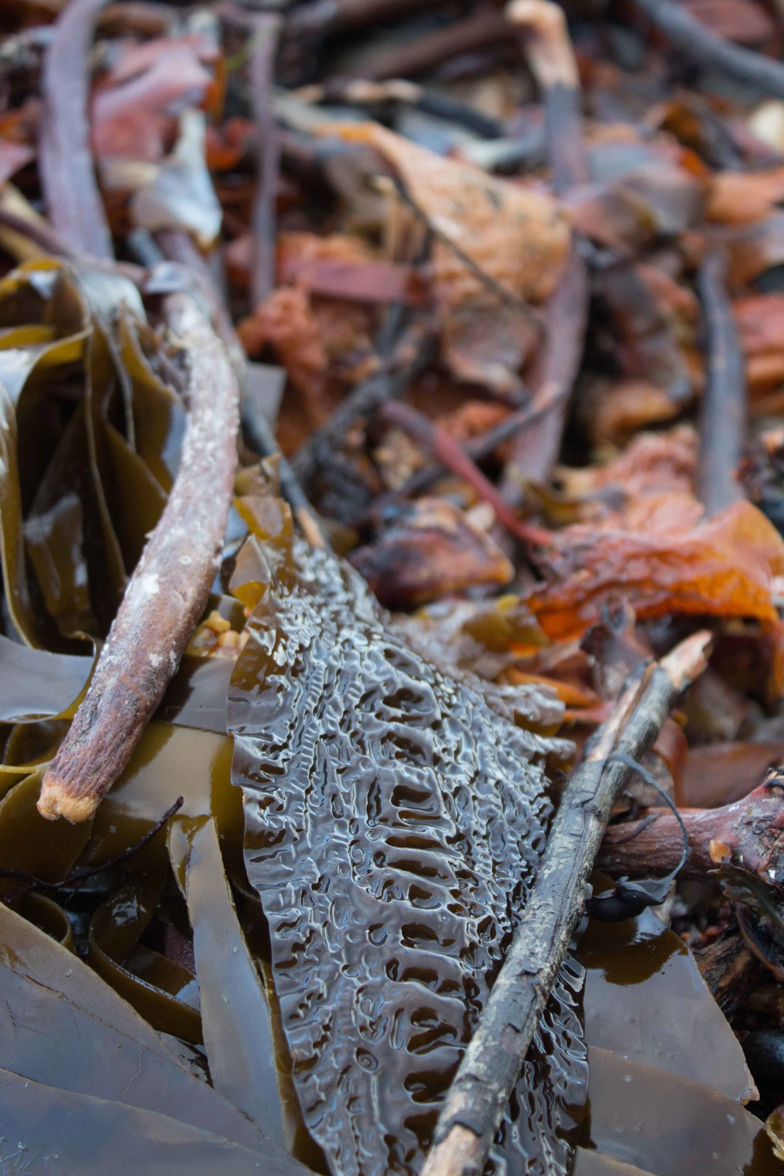 1-Verity-Pulford-Glass-Artist-Mutualism-Project-seaweed-(2).jpg