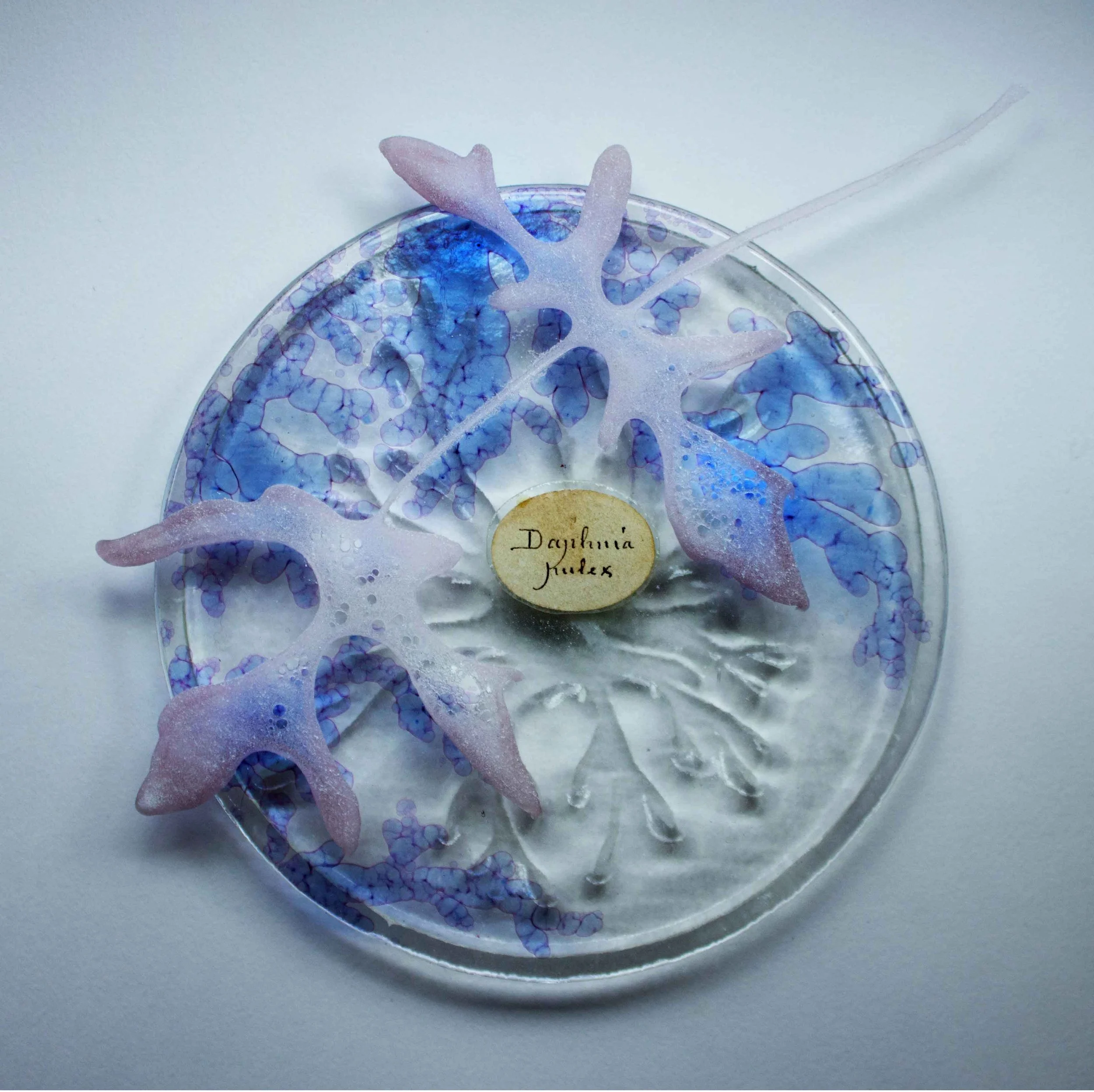 Verity-Pulford-Gardens-of-the-Mind-Arts-Council-of-Wales-glass-artist-(25).jpg