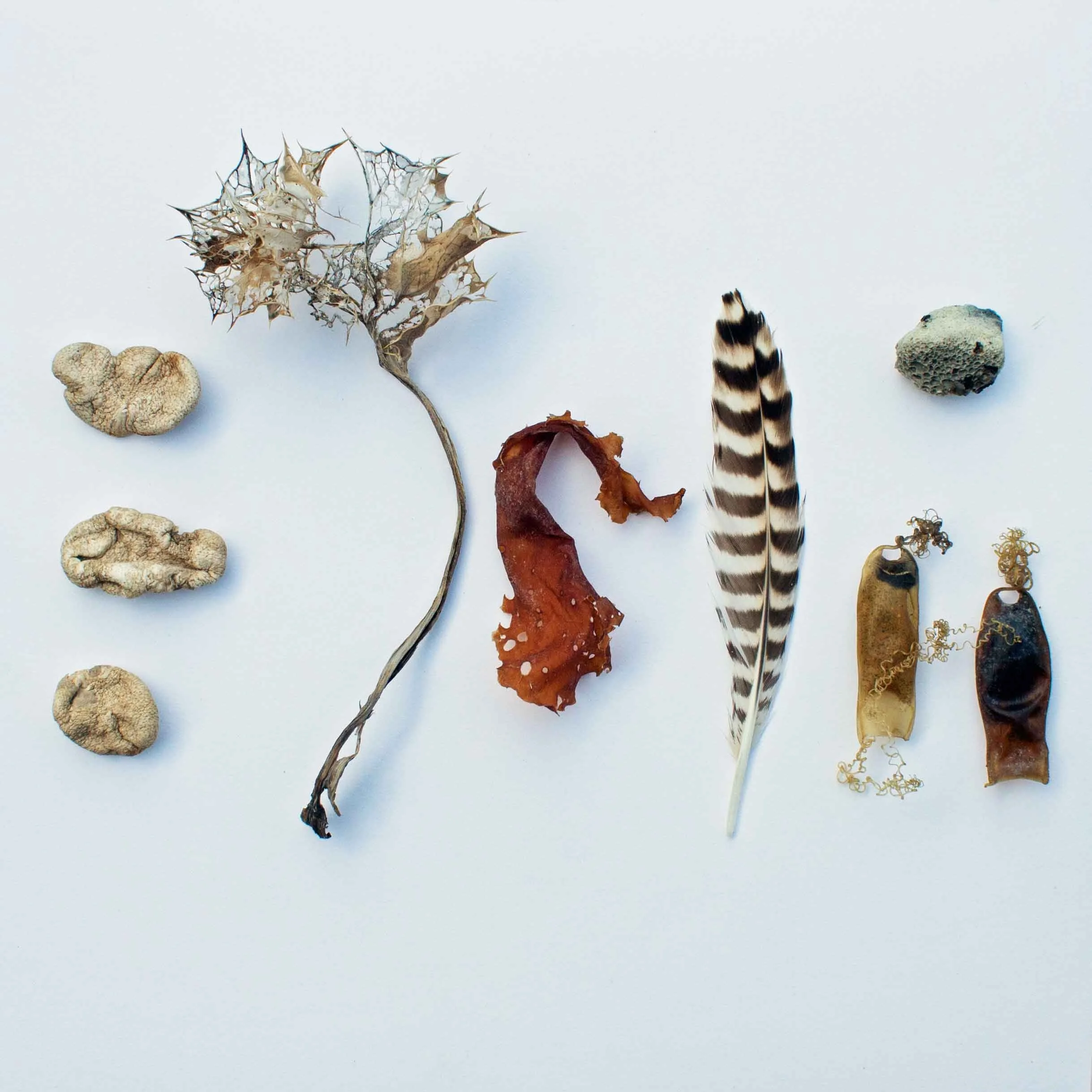 Verity-Pulford-Glass-Artist-Mutualism-Project-Abergele.jpg