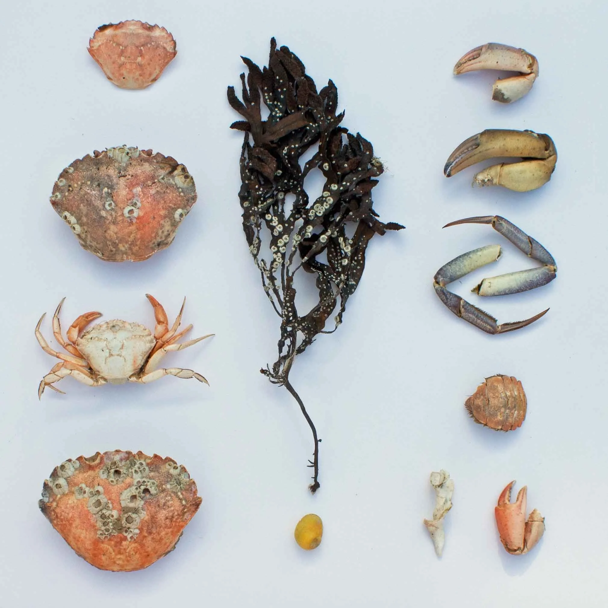 Verity-Pulford-Glass-Artist-Mutualism-Project-Caernarfon.jpg