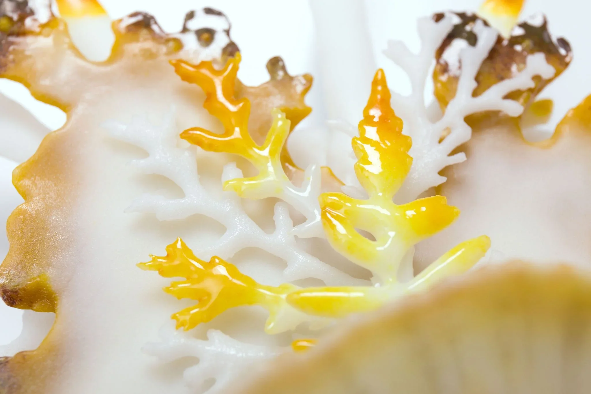 Mutualism- Yellow with Shell, Pate de Verre Glass, 25x15cm