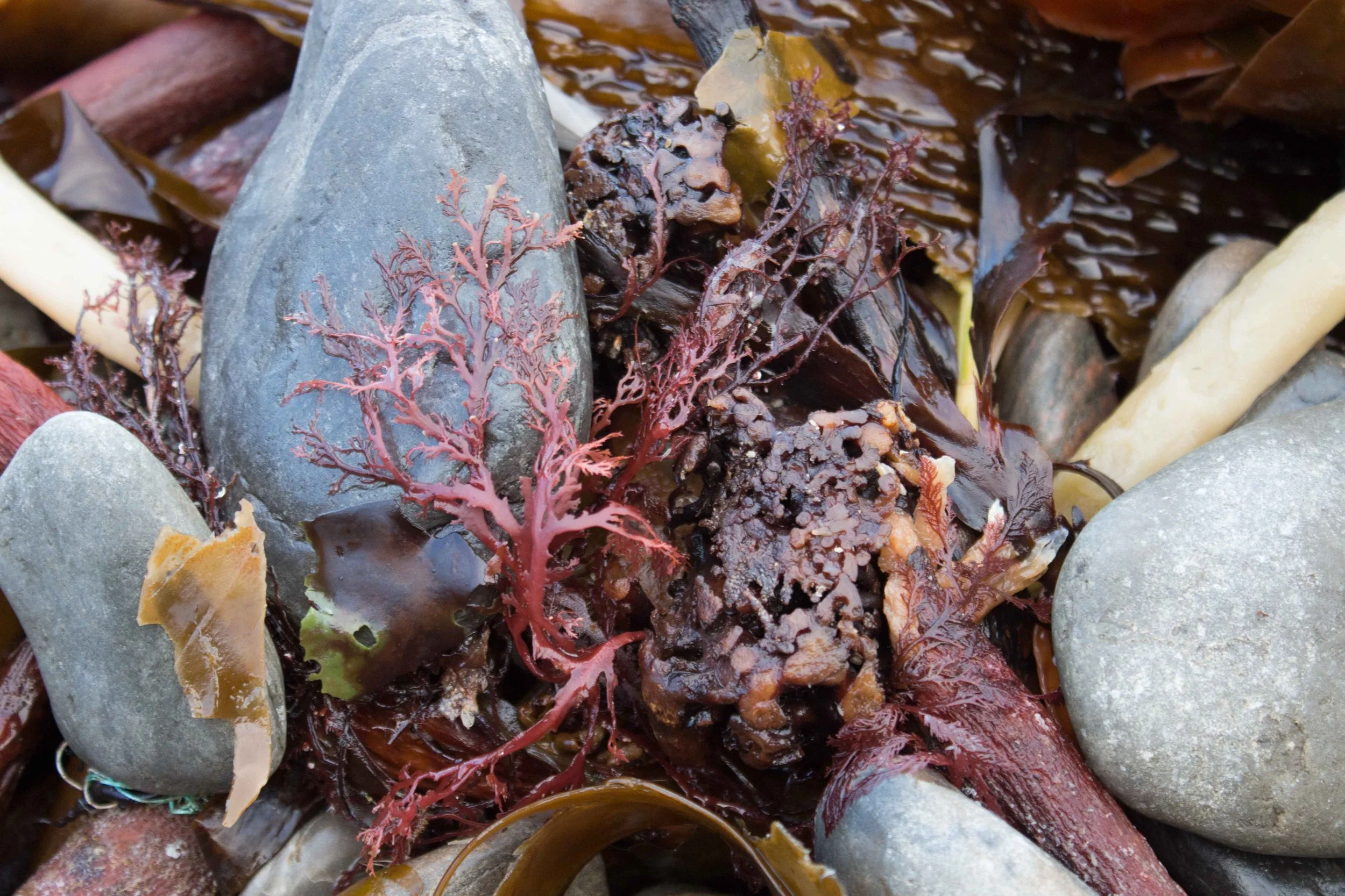 3-Verity-Pulford-Glass-Artist-Mutualism-Project-seaweed.jpg