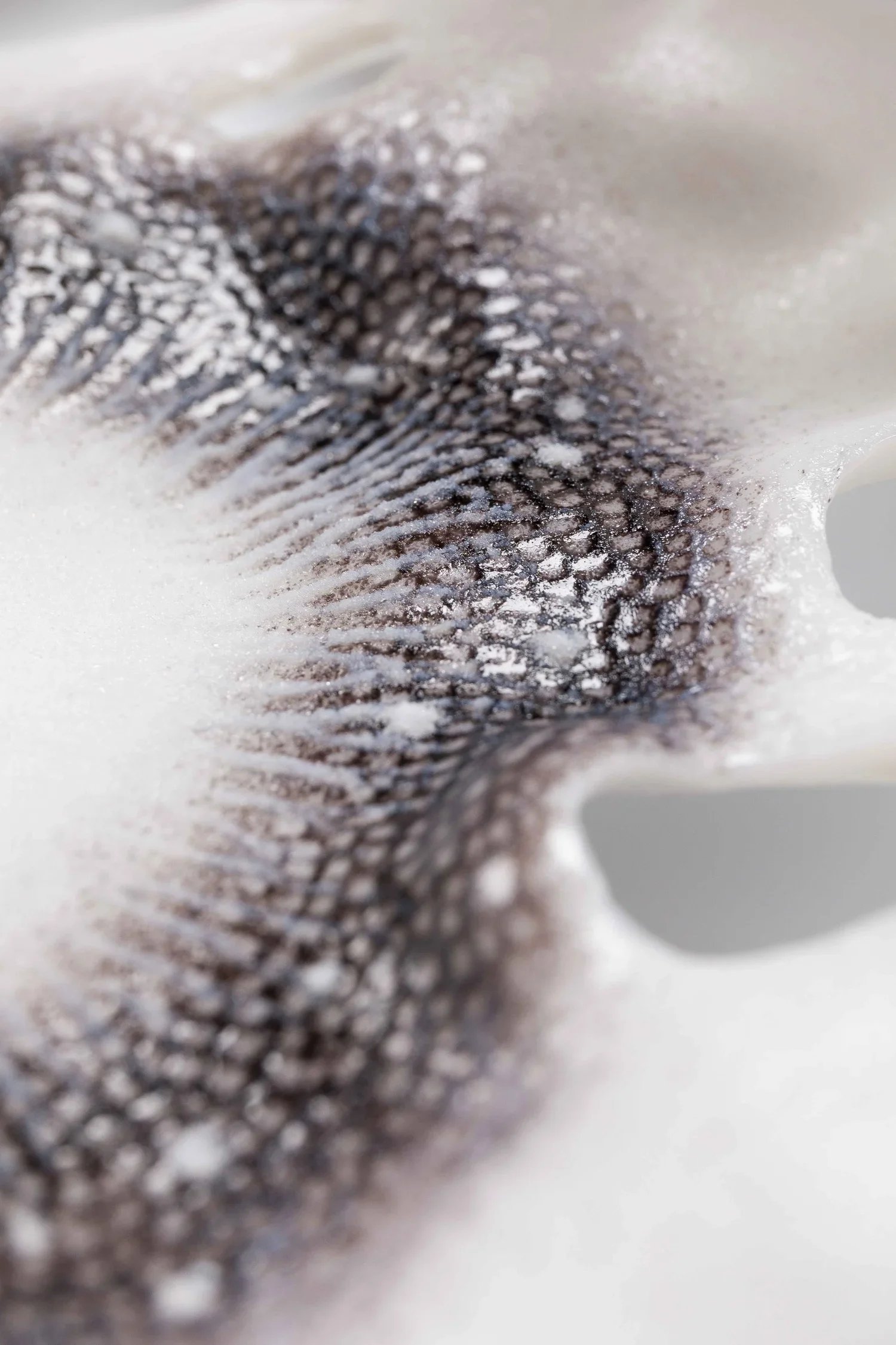 Gills, Pate de verre Glass, 100x60