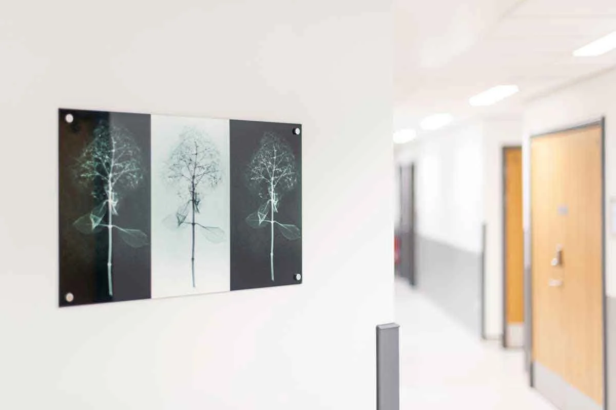 verity-pulford-glan-clwyd-radiology-xray-images-4-web.jpg