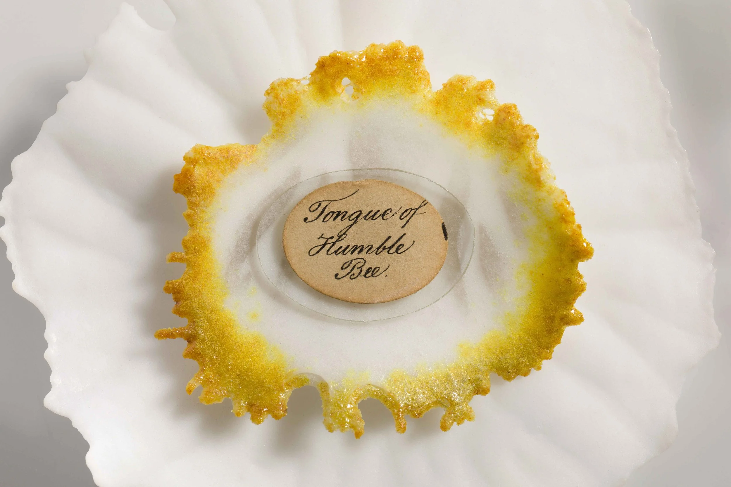 Tongue of Humblebee, Pate de Verre Glass, 57cm dia