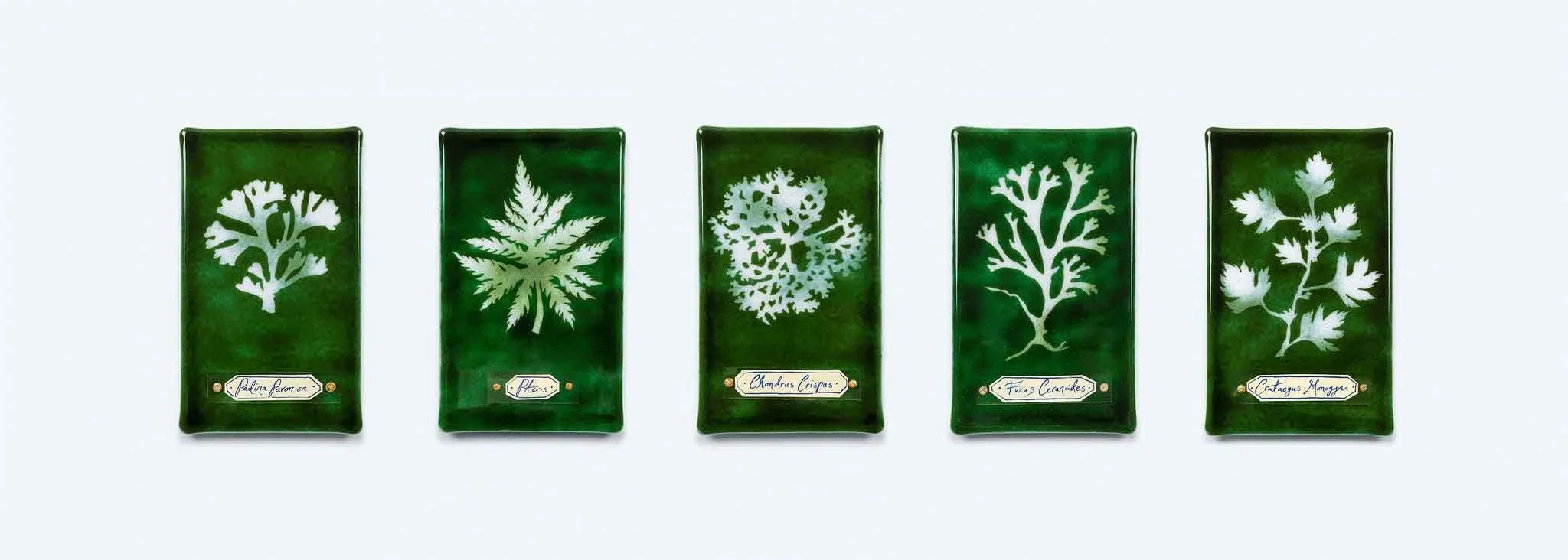 Glass Cyanotypes, Enamelled and etched Glass with handwritten Label, 20x10cm each