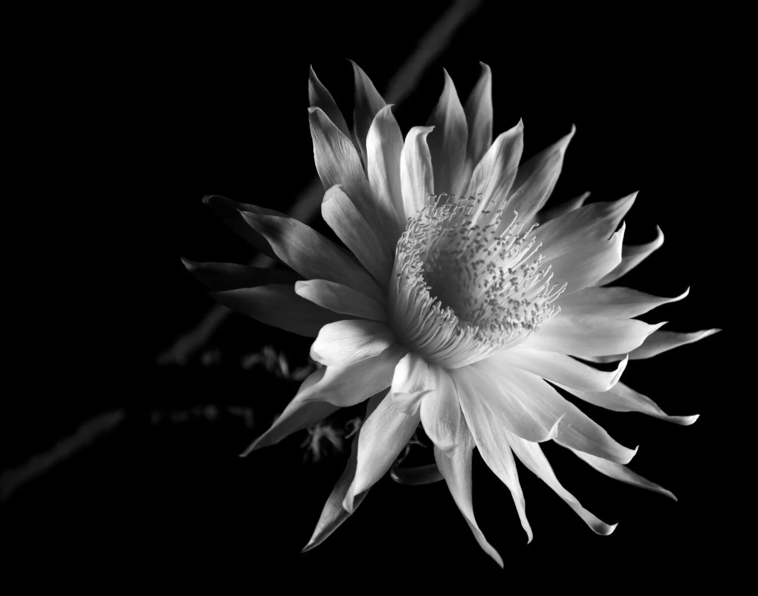 square11x14cereus2BW1.JPG