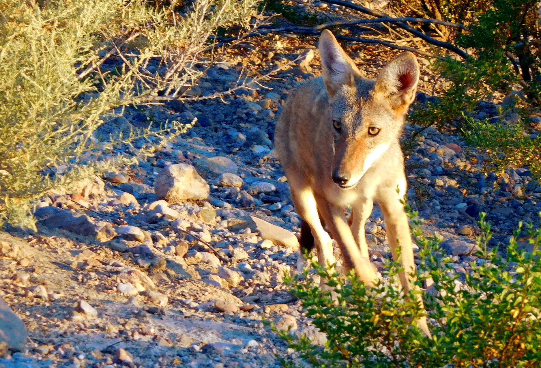 Coyote Pup