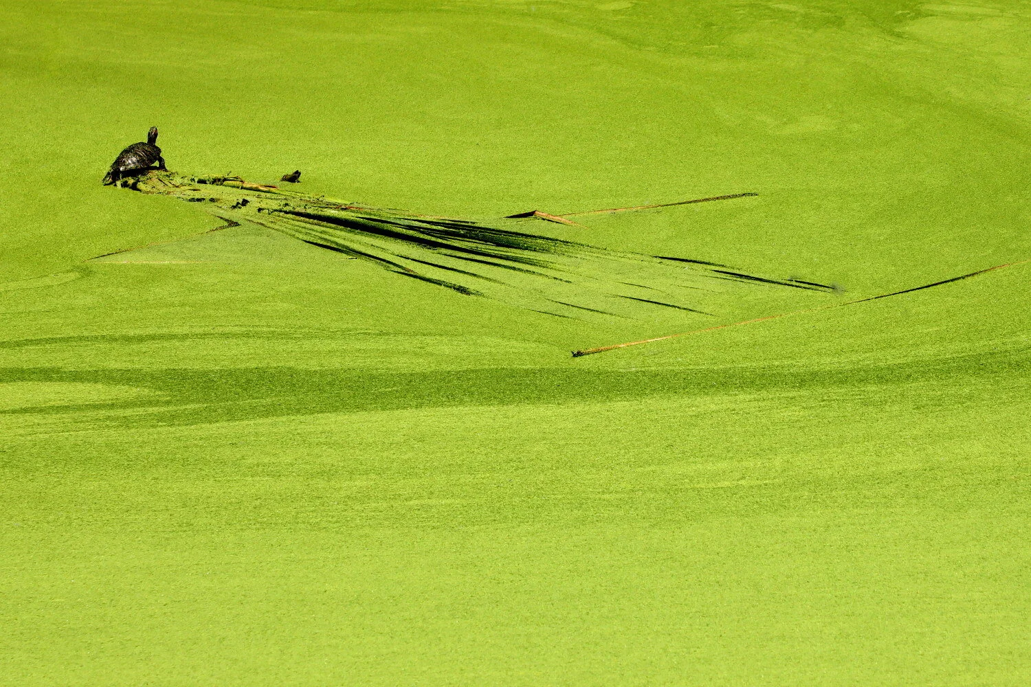 squareturtlegreen0412.JPG