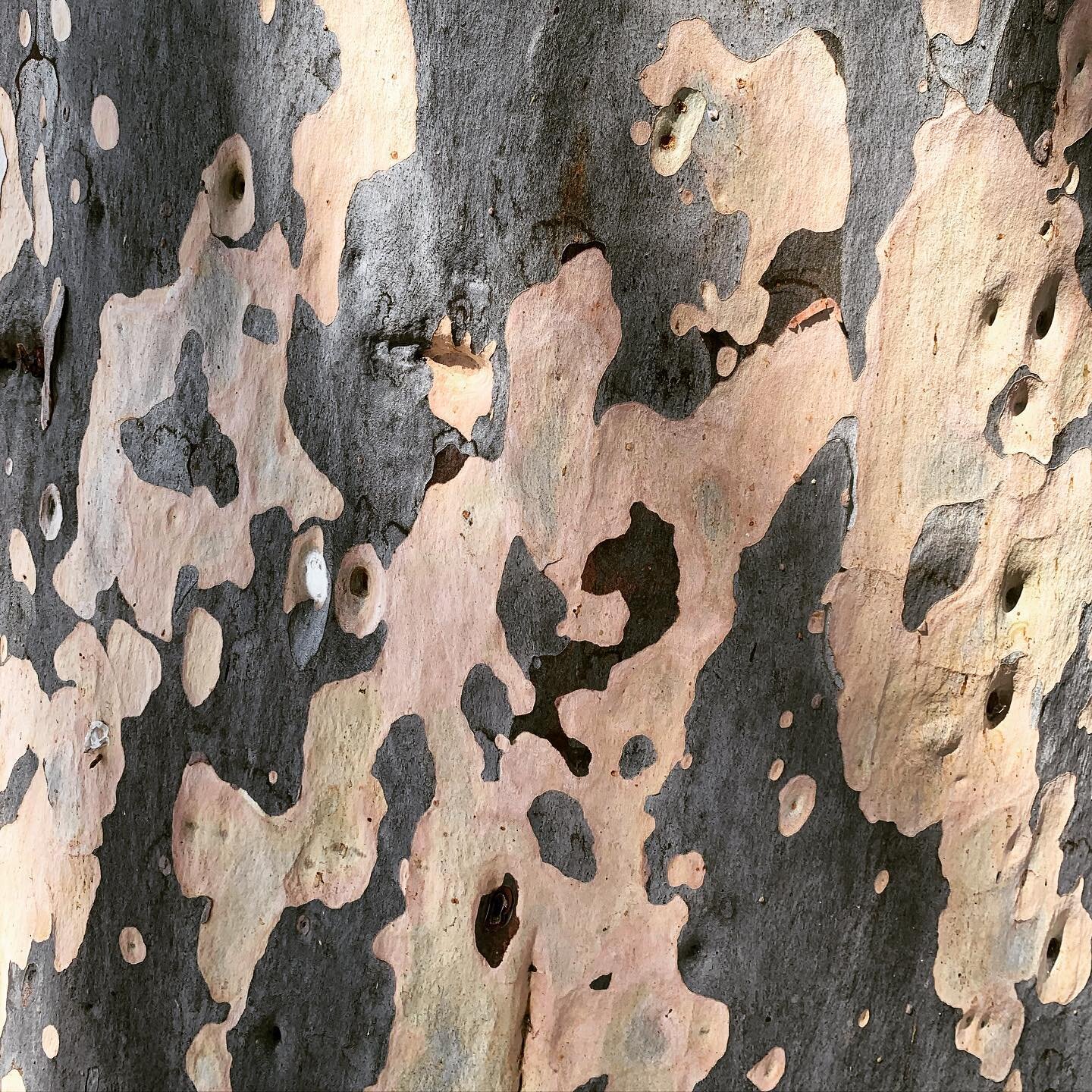 A bit of pattern inspo found on my walk to pick up a painting from the scanners yesterday. 💕 

.
#patternsinnature #patterninspo #treesofinstagram #artistinpired