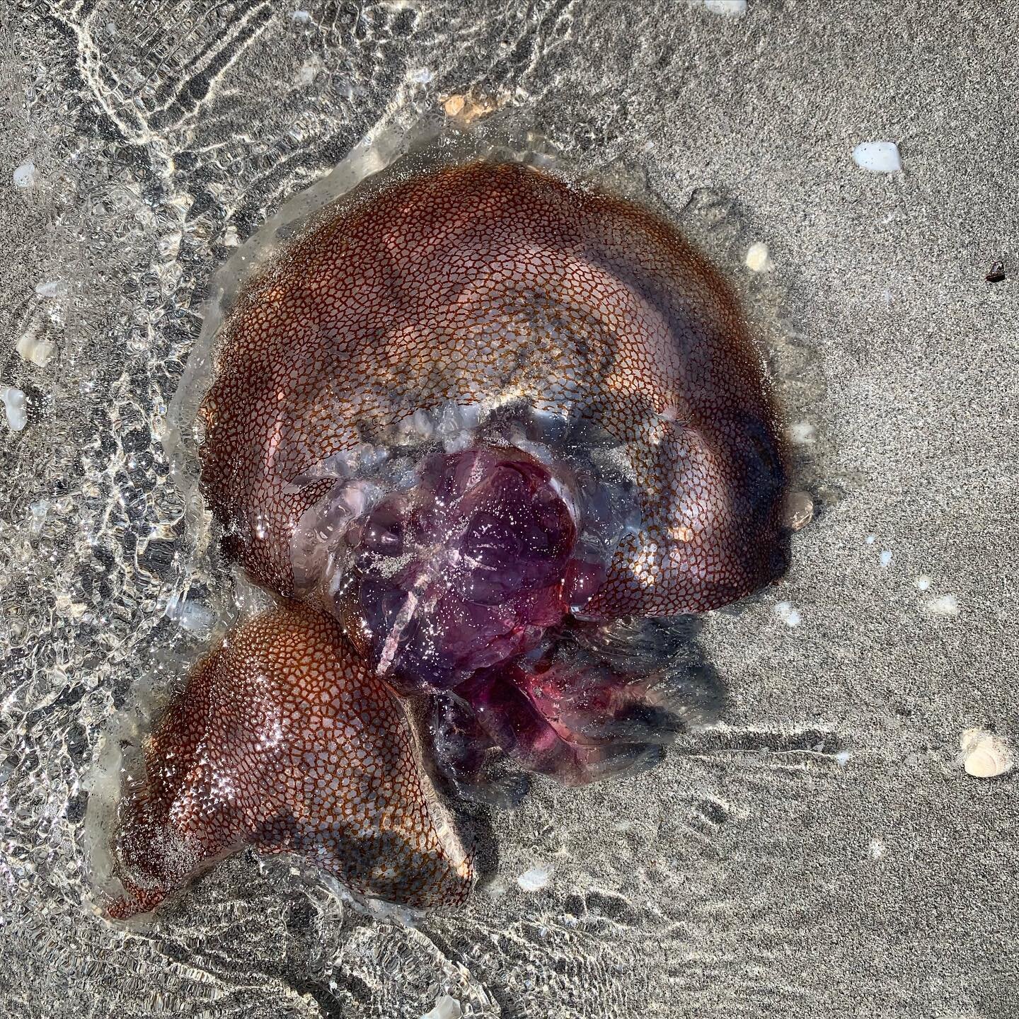 It all started with a jellyfish just like this. 

In my early 20&rsquo;s I experienced a mix of anxiety and depression (like many others) and I would drag myself to the beach for a walk to quieten my mind. 

On one particularly low day, I found a jel