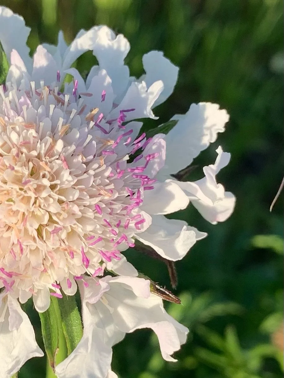Spring has sprung with so many flowers around my neighborhood. Daily dog walks just got a lot more colourful! 🌸🌻