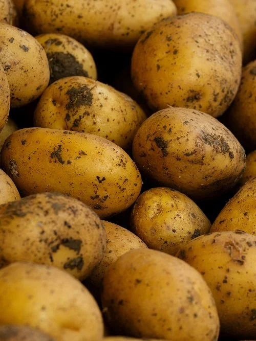 Patate DA SEME Cicero [Produzione Estera]