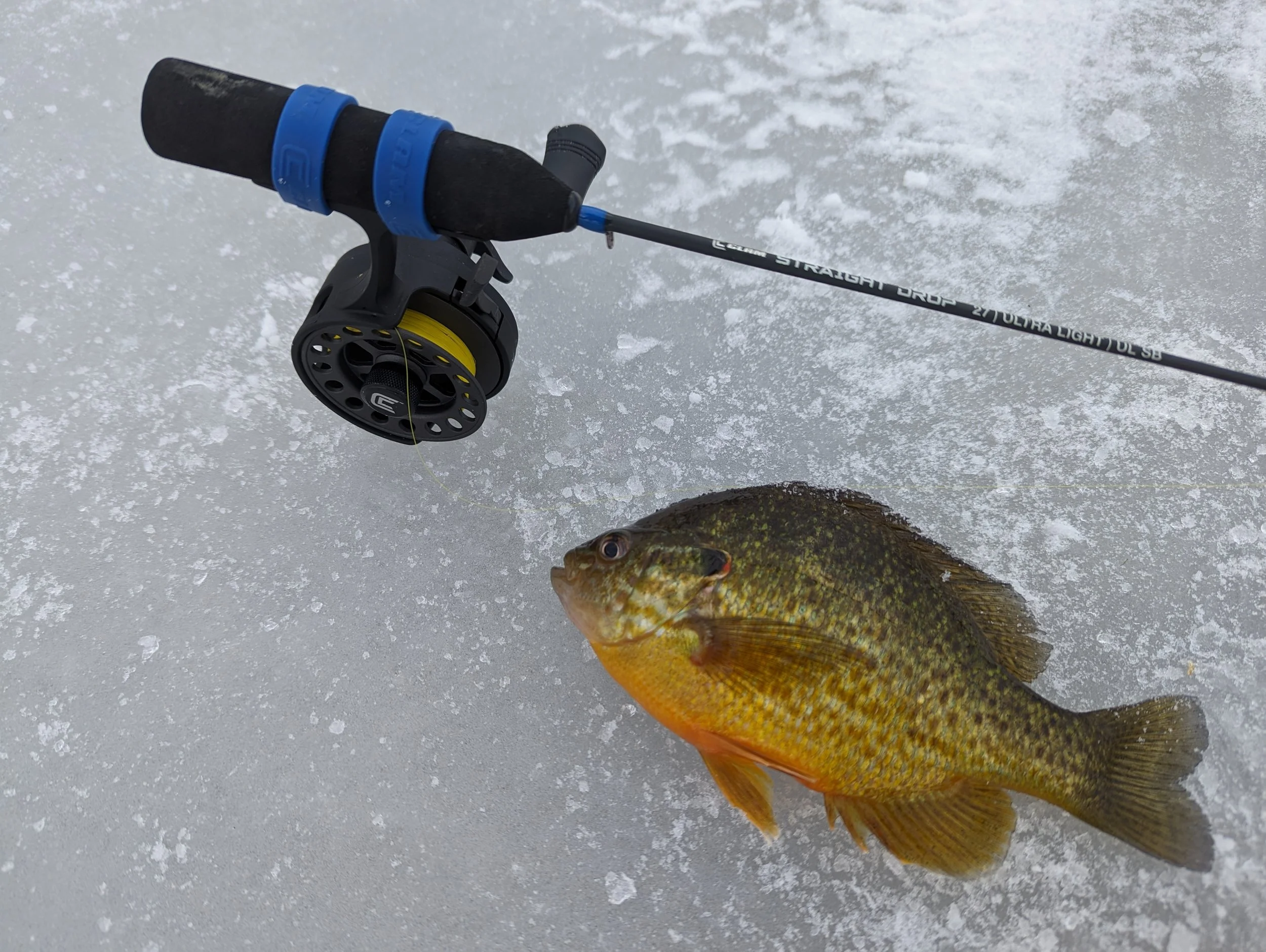 pumpkinseed lloyds bayou