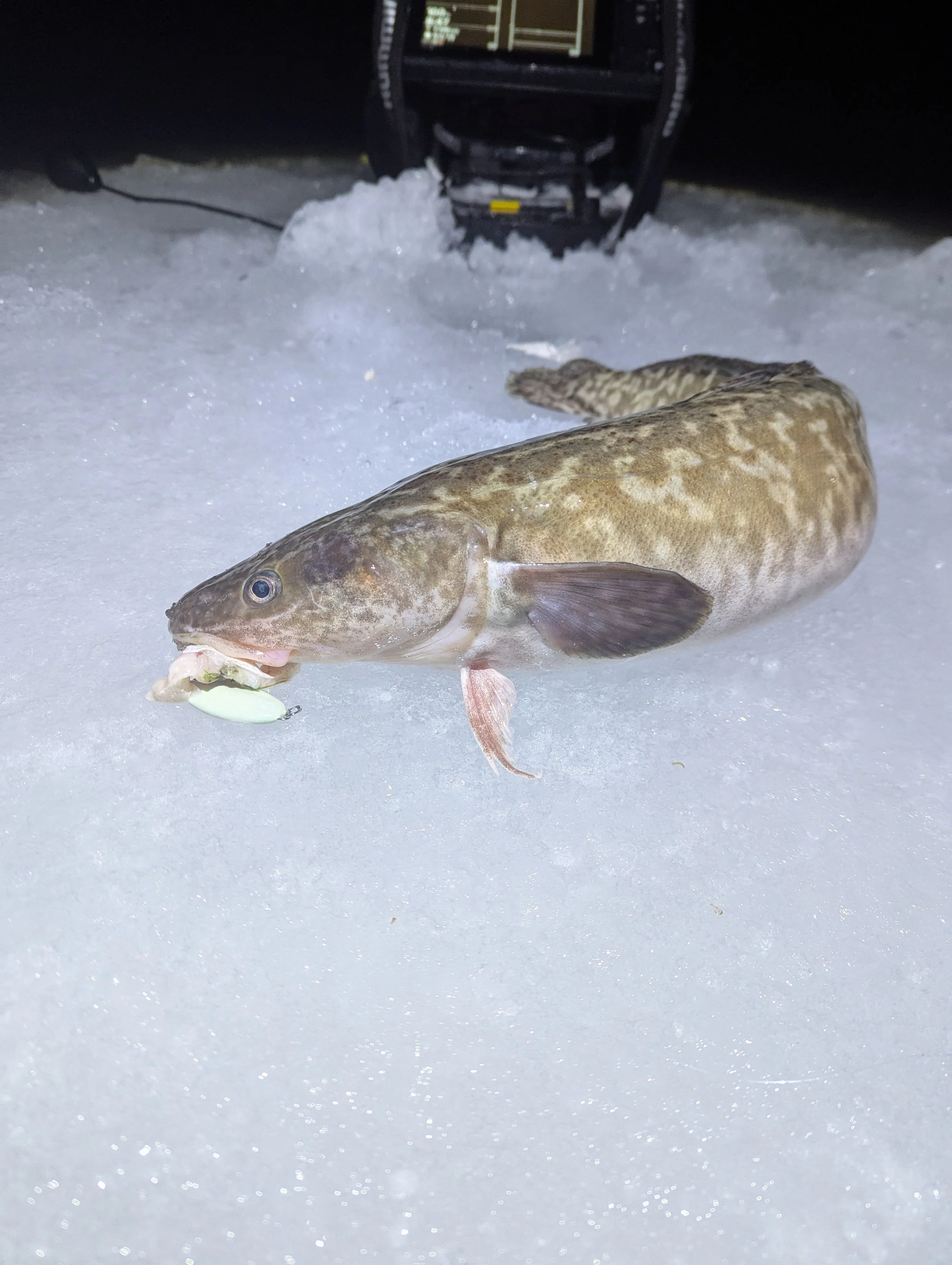 Ice fishing burbot northern michigan