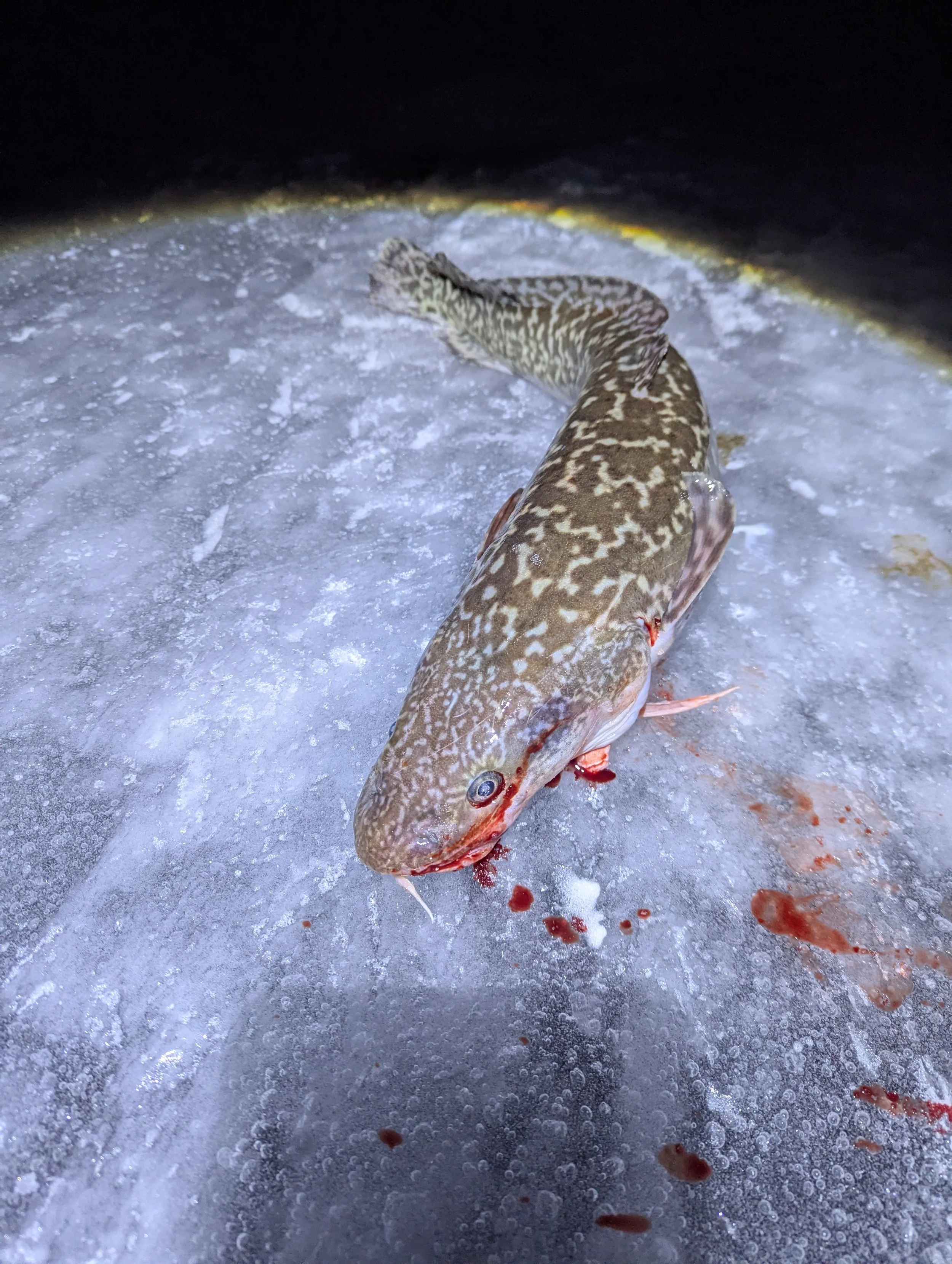 burbot glow spoon crystal lake