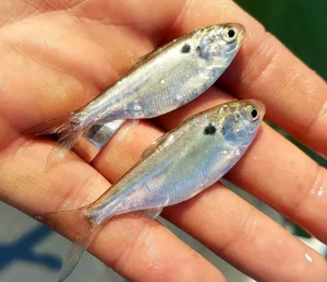 Salted Emerald Shiner Minnows – 2lb Live Bait For Ice Fishing & Stream Trout