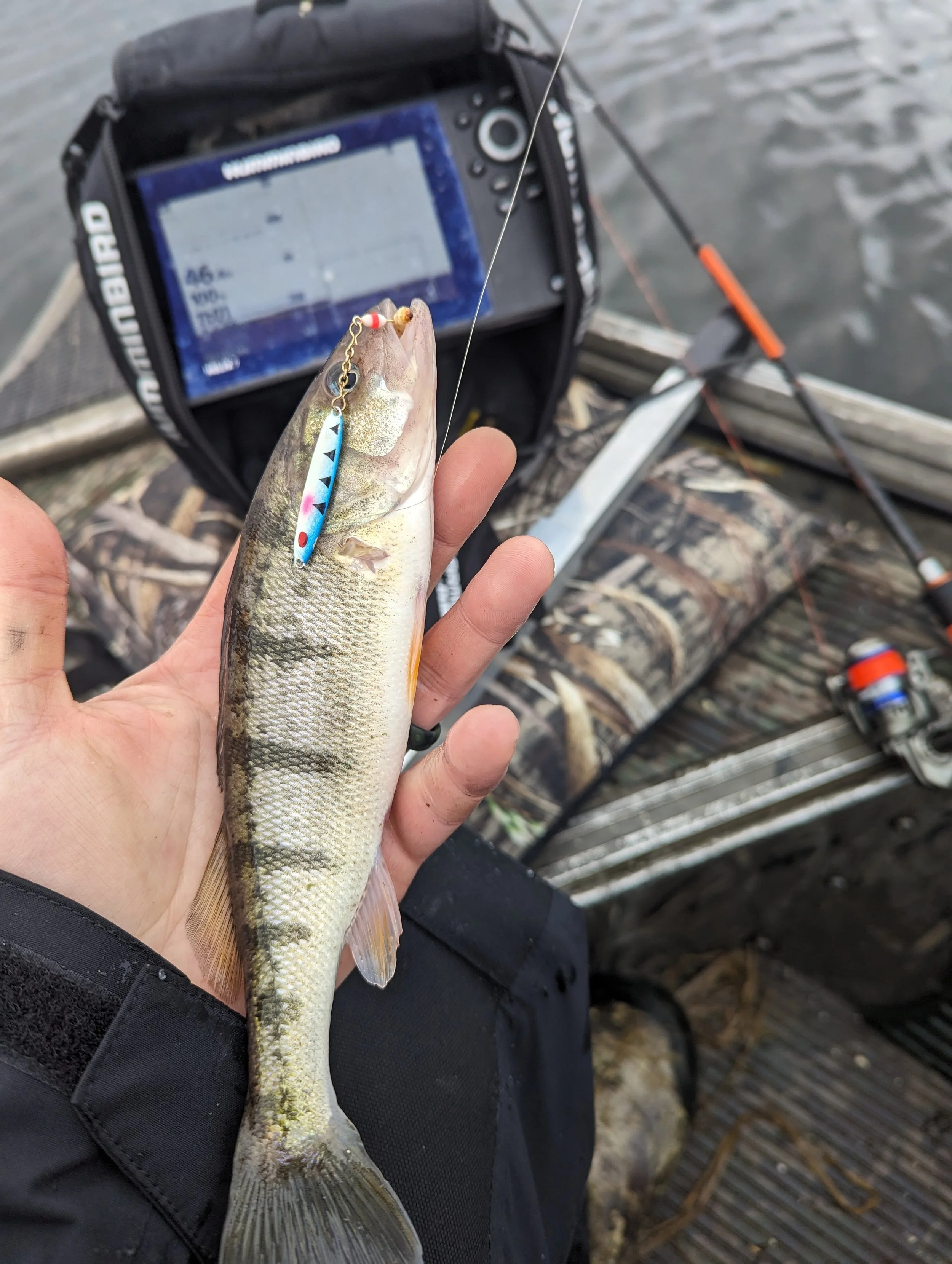  Perch Fishing Muskegon Lake 