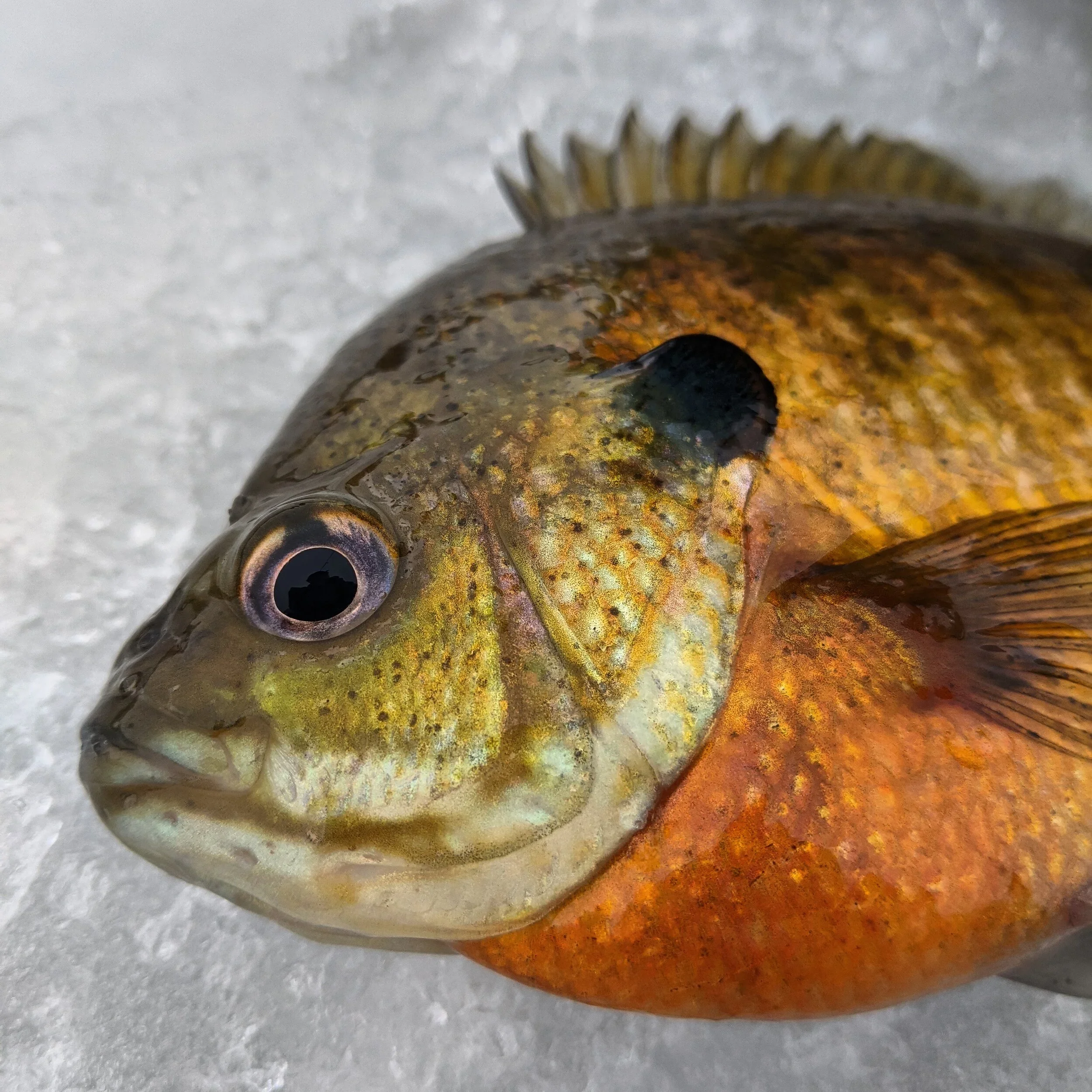 My 12 Month Fishing Calendar - West Michigan