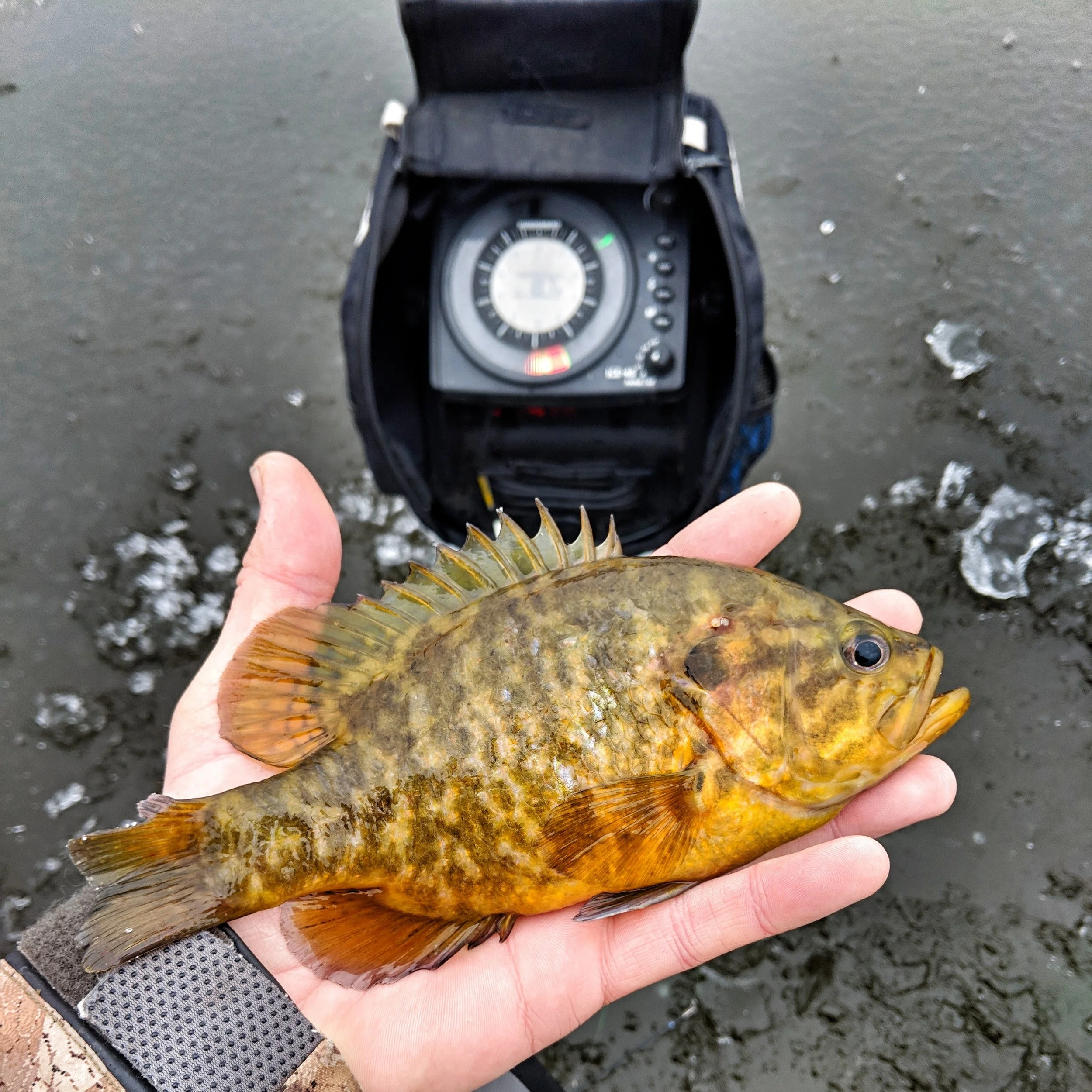 Bait Profile - Warmouth