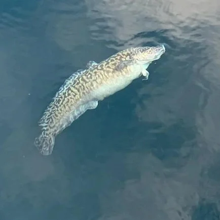  Open water burbot 