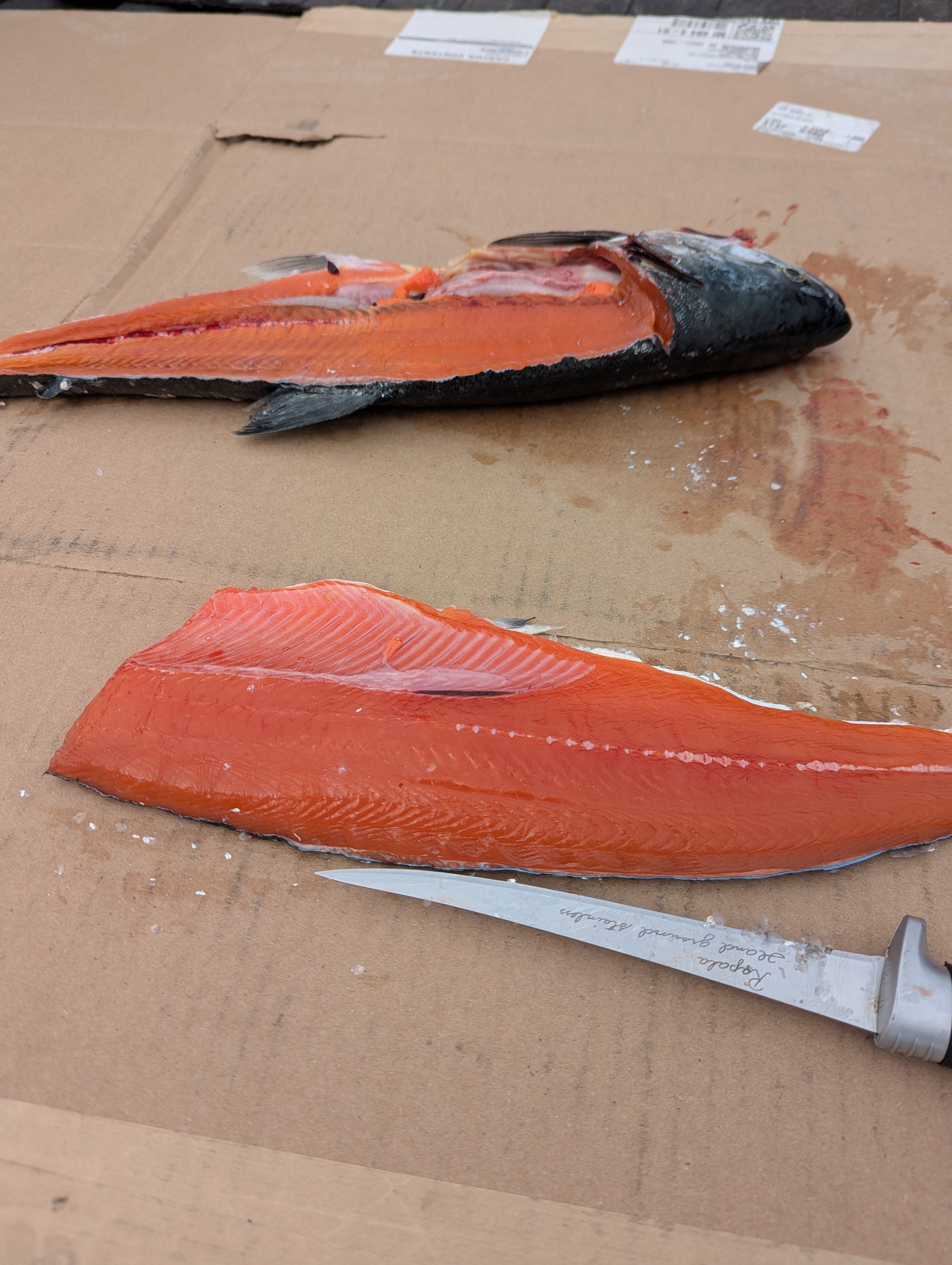 great lakes coho salmon