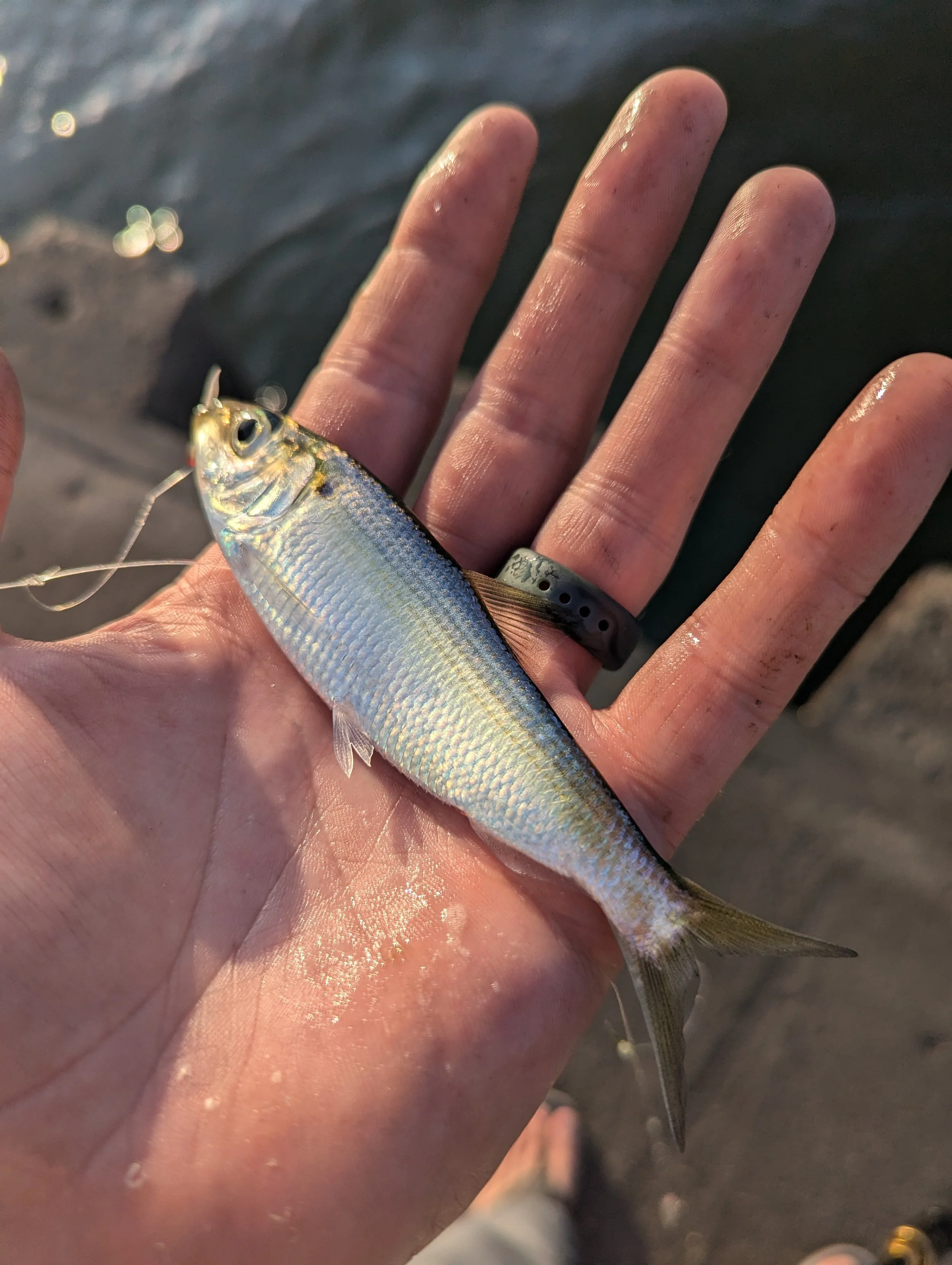 Alewife Lake Michigan