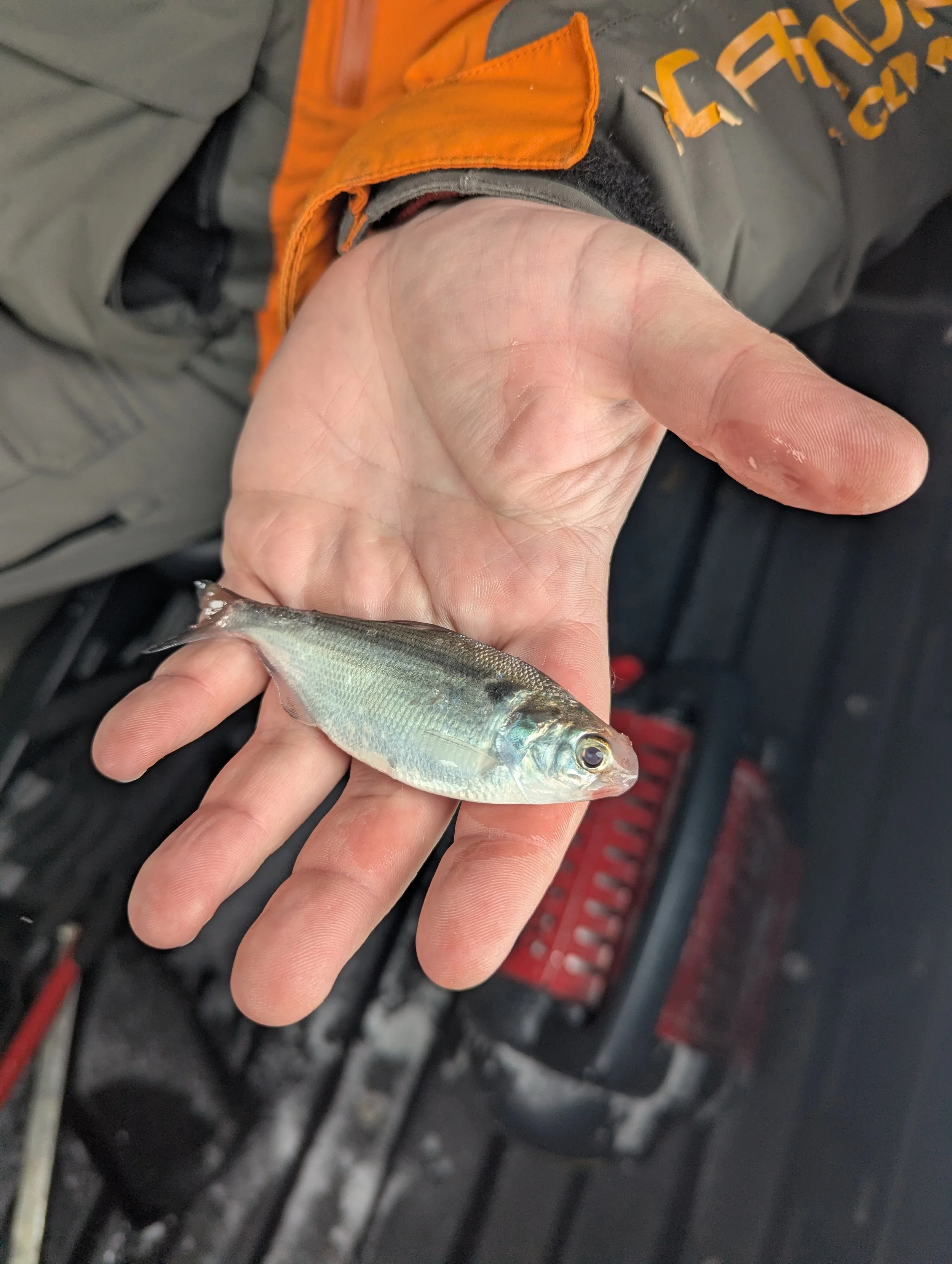 Ice Report – 1/25/26 - West Michigan