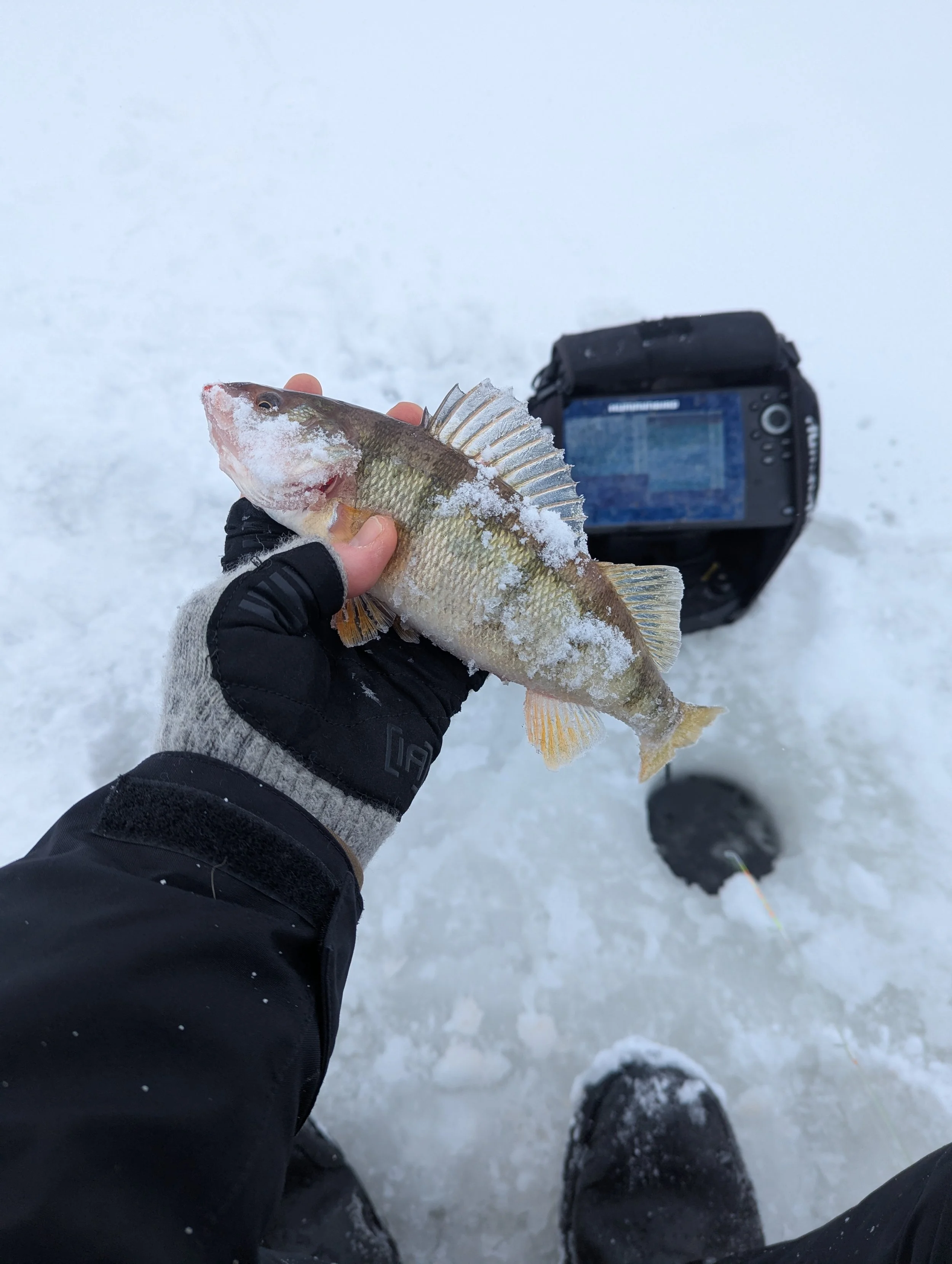 Yellow Perch ice fishing